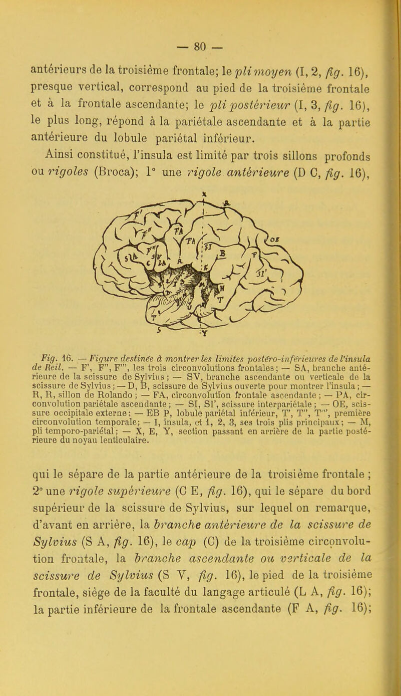 antérieurs de la troisième frontale; le 'pli moyen (1,2, (ig. 16), presque vertical, correspond au pied de la troisième frontale et à la frontale ascendante; le pli postérieur {l,^, fig. 16), le plus long, répond à la pariétale ascendante et à la partie antérieure du lobule pariétal inférieur. Ainsi constitué, l'insula est limité par trois sillons profonds ou rigoles (Broca); 1° une rigole antérieure (D C, fig. 16), Fig. 16. — Figure destinée à montrer les limites postéro-inferieures de l'insula de Reil. — V\ F, F', les trois circonvolutions frontales; — SA, branche anté- rieure de la scissure de Sylviiis; — SV, branche ascendante ou verticale de la scissure de Sylvius ; — D, B, scissure de Sylvius ouverte pour montrer l'insula ; — R, R, sillon de Rolando ; — FA., circonvolution frontale ascendante ; — PA, cir- convolution pariétale ascendante ; — SI, SI', scissure interpariélale ; — OE, scis- sure occipitale externe ; — EB P, lobule pariétal inférieur, T', T, T', première circonvolution temporale; — I, insula, c^t 1, 2, 3, ses trois plis principaux; — M, pli temporo-pariétal ; — X, E, Y, section passant en arrière de la partie posté- rieure du noyau lenticulaire. qui le sépare de la partie antérieure de la troisième frontale ; 2° une rigole supérieure (C E, fig. 16), qui le sépare du bord supérieur de la scissure de Sylvius, sur lequel on remarque, d'avant en arriére, la branche antérieure de la scissure de Sylvius (S A, fig. 16), le cap (C) de la troisième circonvolu- tion frontale, la branche ascendante ou verticale de la scissure de Sylvius (S V, fig. 16), le pied de la troisième frontale, siège de la faculté du langage articulé (L A, fig. 16); la partie inférieure de la frontale ascendante (F A, fig. 16);