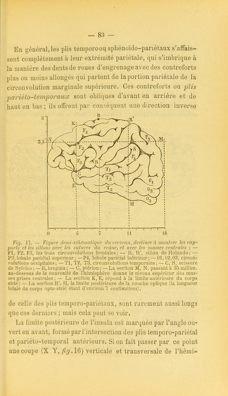 En général, les plis temporoou, spliénoïdo-pariétaux s'affais- sent complètement k leur extrémité pariétale, qui s'imbrique à la manière des deats de roues d'engrenage avec des contreforts plus ou moins allongés qui partent de la portion pariétale de la circonvolution marginale supérieure. Ces contreforts ou plis pariélo-temporauos sont obliques d'avant en arriére et de haut en bas ; ils offrent par conséquent une direction inverse 1 ! : 1 i ; i i i 1 1 i 1 1 1 1 () t 7 11. 16 Fifj. 17. — Fifjwe tli'mi-schi^mcdiqiœ du cerveau, cleslince à montrer les rap- ports et les sillons avec les sutures du crâne, et avec les masses centrales ; — Fl, F2, F3, les trois circonvolutions frontales; — R, R', sillon de Rolando; — P3.lobule pariétal supérieur; — P4, lobule pariétal inlerieur; —01,02,03, circon- volutions occipitales; —Tl, T2, T3, circonvolutions temporales ; — C, S, scissure de Sylvius; —B,bregma; — G, ptérion: —La section M, N, passant à 35 iriillim. au-dessous de la convexité de l'hémisplière donne le niveau supérieur des mas- ses grises centrales; — La section K, E, répond à la limite antérieure du corps strié; — La section R', II, la limite postérieure de la couche optique (la longueur totale du corps oplo-strié étant d'environ 7 centimètres). de celic des plis temporo-pariétaux, sont rarement aussi longs que ces derniers ; mais cela peut se voir. La limite postérieure de l'insula est marquée par l'angle ou- vert en avant, formé parrinterseclion des plis temporo-pariétal et pariéto-temporal antérieurs. Si on fait passer par ce point une coupe (X Y,/j^.16) verticale et transversale de l'iiémi-