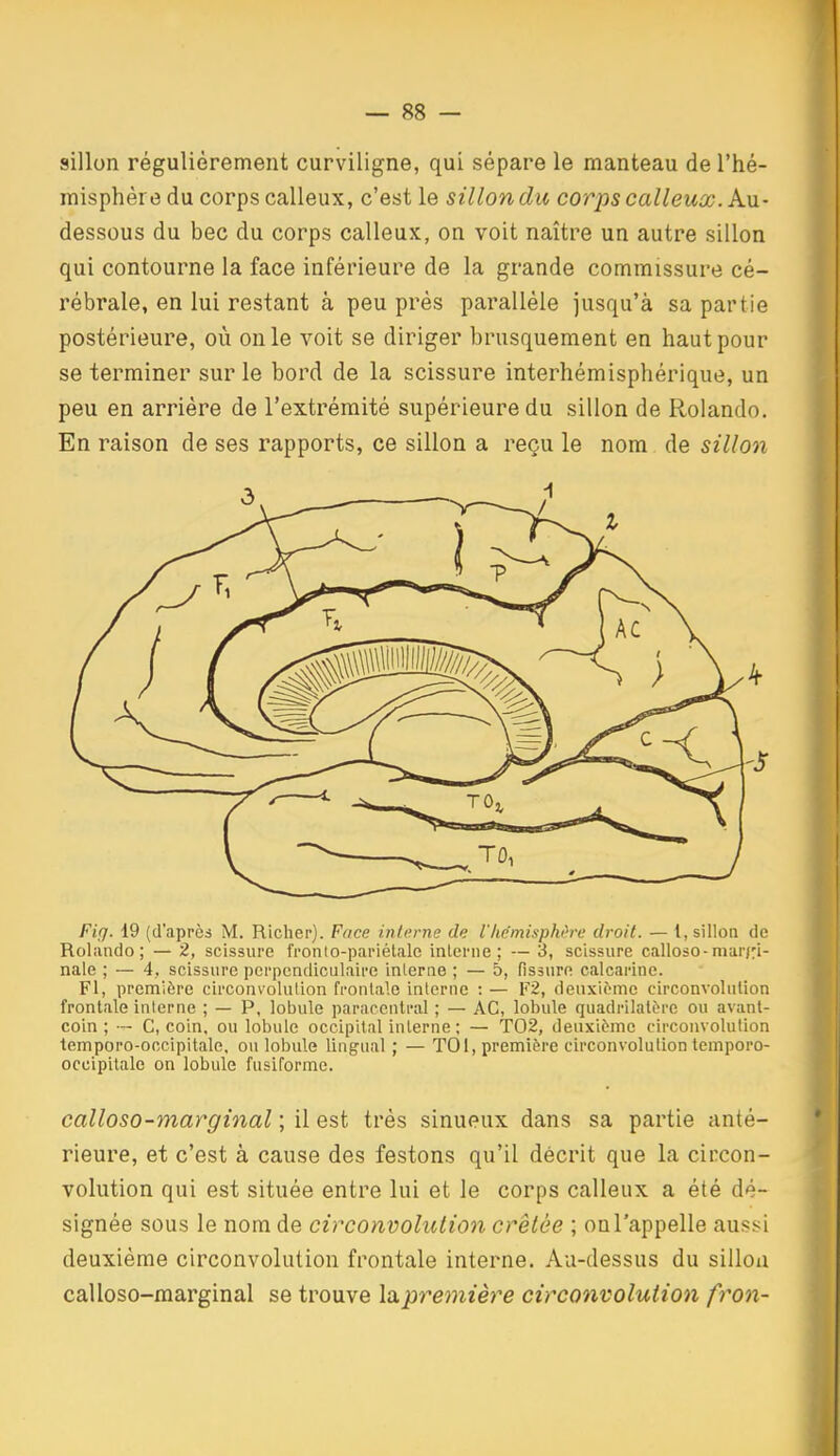 sillon régulièrement curviligne, qui sépare le manteau de l'hé- misphère du corps calleux, c'est le sillondu corps calleuœ. Au- dessous du bec du corps calleux, on voit naître un autre sillon qui contourne la face inférieure de la grande commissure cé- rébrale, en lui restant à peu près parallèle jusqu'à sa partie postérieure, où on le voit se diriger brusquement en haut pour se terminer sur le bord de la scissure interhémisphérique, un peu en arriére de l'extrémité supérieure du sillon de Rolando. En raison de ses rapports, ce sillon a reçu le nom de sillon Fifj. 19 (d'après M. Richer). Face interne de Vhémisphih-e droit. — 1, sillon de Rolando; — 2, scissure fronlo-pariétale inlerne ; — 3, scissure calloso-marci- nale ; — 4. scissure perpendiculaire interne ; — 5, fissure calcarine. Fl, première circonvolution frontale interne : — F2, deuxième circonvolulion frontale interne ; — P, lobule paraccntral ; — AC, lobule quadrilatère ou avant- coin ; — C, coin, ou lobule occipital interne ; — T02, deuxième circonvolulion temporo-occipitale, on lobule lingual ; — TOI, première circonvolution temporo- occipilale on lobule fusiforme. calloso-ynarginal ; il est très sinueux dans sa partie anté- rieure, et c'est à cause des festons qu'il décrit que la cii'con- volution qui est située entre lui et le corps calleux a été dé- signée sous le nom de circonvolution crêtôe ; on l'appelle aussi deuxième circonvolulion frontale interne. Au-dessus du sillon calloso-marginal se trouve Idipremière circonvolution fron-