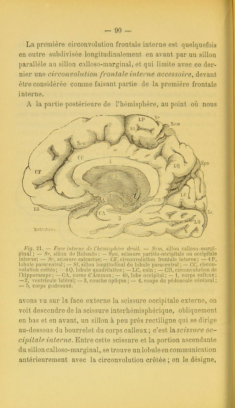 La pre'mière circonvolution frontale interne est quelquefois en outre subdivisée longitudinalement en avant par un sillon parallèle au sillon calloso-marginal, et qui limite avec ce der- nier une circo7ivolution frontale interne accessoire, devant être considérée comme faisant partie de la première frontale interne. A la partie postérieure de l'hémisplière, au point où nous Fig. 21. — Face inlenie da l'hc'mi sphère droit. — Srm, sillon calloso-martri- ginal ; — Sr, sillon de Roliindo ; — Spo, scissure pariélo-occipilale ou occipitale interne; — Se, scissure calcariae;— CF, circonvolution frontale interne; —4P, lobule paracenlral; — St., sillon longitudinal du lobule paracenlral ; — CC, circon- volution crôtée; - 4Q, lobule quadrilatère; — LC, coin ; — CH, circonvolution de l'hippocampe; — C.\, corne d'Ammon; — 40, lobe occipital; — 1, corps calleux; — 2, ventricule latéral; —3, couche optique ; — 4, coupe du pédoncule cérébral ; — 5, corps godronné. avons vu sur la face externe la scissure occipitale externe, on voit descendre de la scissure interhémispliérique, obliquement en bas et en avant, un sillon à peu près rectiligne qui se dirige au-dessous du bourrelet du corps calleux; c'est X^scissure oc- cipitale interne. Entre cette scissure et la portion ascendante du sillon calloso-marginal, se trouve un lobule en communication antérieurement avec la circonvolution crêtée ; on le désigne,