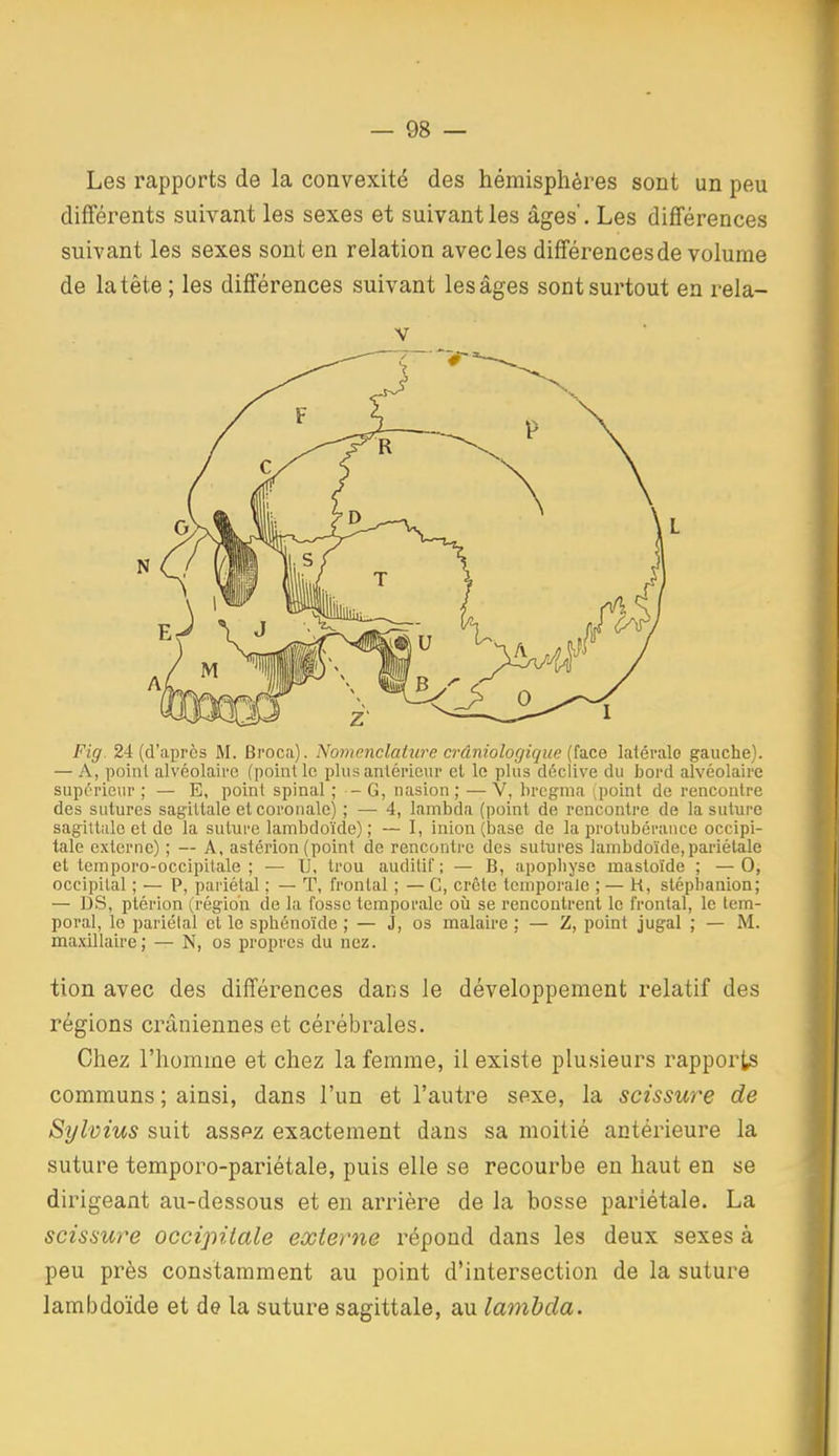 Les rapports de la convexité des hémisphères sont un peu différents suivant les sexes et suivant les âges'. Les différences suivant les sexes sont en relation avec les différences de volume de la tête ; les différences suivant les âges sont surtout en rela- V Fig^ 24 (d'après M. Broca). Nonimclaiure crâniolocjkjue {[a.Q.& laiérale gauche). — A, point alvéolaire (point le plus antérieur el le plus déclive du bord alvéolaire supérieur ; — E, point spinal ; — G, nasion ; — V, bregma ;point de rencontre des sutures sagittale et coronale) ; — 4, lambda (point de rencontre de la suture sagittale et de la suture lambdoïdc) ; — I, inion (base de la protubérance occipi- tale externe) ; — A, astérion (point de rencontre des sutures lambdoïde, pariétale et lemporo-occipitale ; — U, trou auditif; — B, apophyse mastoïde ; —0, occipital ; — P, pariétal ; — T, frontal ; — C, crête tcmporaie ; — K, stépbanion; — DS, ptérion (région de la fosse temporale où se rencontrent le frontal, le tem- poral, le pariétal et le sphénoïde ; — J, os malaire ; — Z, point jugal ; — M. maxillaire; — N, os propres du nez. tion avec des différences dans le développement relatif des régions crâniennes et cérébrales. Chez l'homme et chez la femme, il existe plusieurs rapports communs ; ainsi, dans l'un et l'autre sexe, la scissure de Sylvius suit asspz exactement dans sa moitié antérieure la suture temporo-pariétale, puis elle se recourbe en haut en se dirigeant au-dessous et en arrière de la bosse pariétale. La scissure occipitale externe répond dans les deux sexes à peu près constamment au point d'intersection de la suture lambdoïde et de la suture sagittale, au lambda.