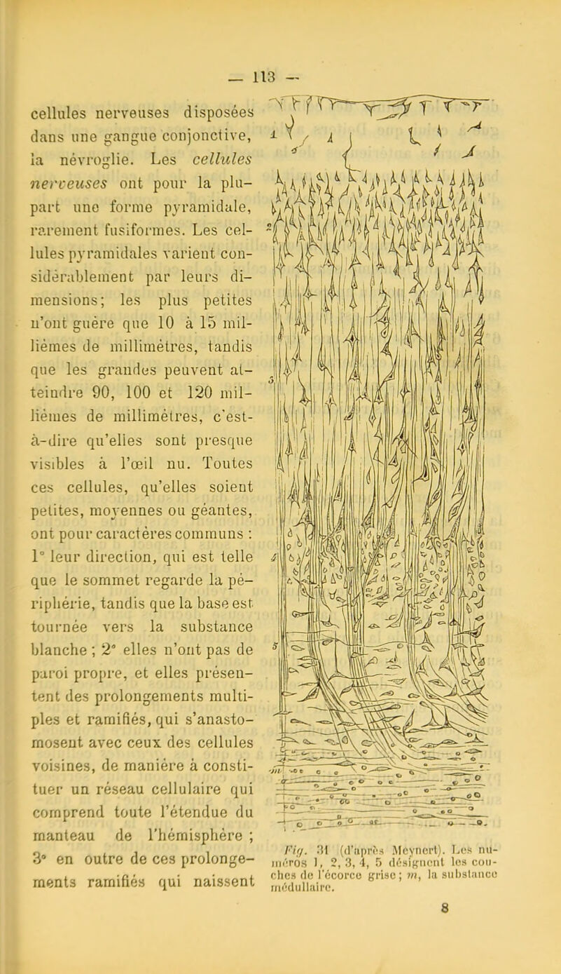 cellules nerveuses disposées dans une gangue conjonctive, la névroglie. Les cellules nerveuses ont pour la plu- part une forme pyramidale, rarement fusiformes. Les cel- lules pyramidales varient con- sidérablement par leurs di- mensions; les plus petites n'ont guère que 10 à 15 mil- lièmes de millimètres, tandis que les grandes peuvent at- teindre 90, 100 et 120 mil- lièmes de millimètres, c'est- à-dire qu'elles sont presque visdjles à l'œil nu. Toutes ces cellules, qu'elles soient petites, raoj ennes ou géantes, ont pour caractères communs : 1° leur direction, qui est telle que le sommet regarde la pé- riphérie, tandis que la base est toui-née vers la substance blanche ; 2' elles n'ont pas de paroi propre, et elles présen- tent des prolongements multi- ples et ramifiés, qui s'anasto- mosent avec ceux des cellules voisines, de manière à consti- tuer un réseau cellulaire qui comprend toute l'étendue du manteau de l'hémisphère ; 3 en outre de ces prolonge- ments ramifiés qui naissent rif/. '.][ (<ruprî's .Meyncrt). Les nil- ini'ros 1, 2,3,4, 5 désigiicnl le» cou- che» (le l'ccorco gn»o; m, la subslanco iiicVliilliiire.
