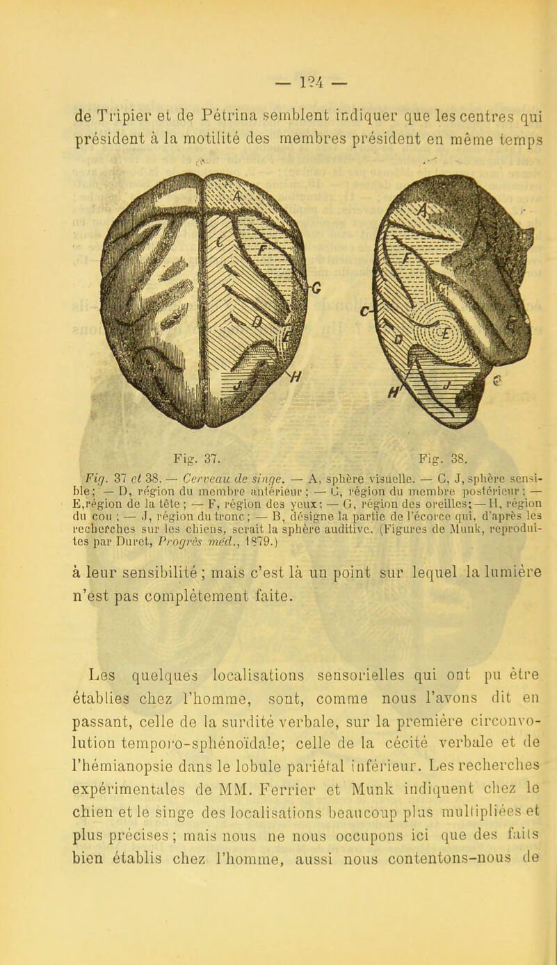 de Tripier et de Pétrina semblent indiquer que les centres qui président à la motilité des membres président en même temps Fig-. 37. Fig. 38. Fig. 37 et 38. — Cerveau de singe. — A, sphère visuelle. — G. J, sphère sensi- ble; — D, région du membre antérieur; — IJ, région du membre postérieur; — E,région de la tête ; — F, région des yeux; — G, région des oreilles; — H, région du cou ; — J, région du tronc; — B, désigne la partie de l'écorcc qui, daprès les recherches sur les chiens, serait la sphère auditive. (Figures de .Munk, reprodui- tes par Duret, Vi ogrùs me'd., 1879.) à leur sensibilité ; mais c'est là un point sur lequel la lumière n'est pas complètement faite. Les quelques localisations sensorielles qui ont pu être établies chez l'homme, sont, comme nous l'avons dit en passant, celle de la surdité verbale, sur la première circonvo- lution temporo-sphénoïdale; celle de la cécité verbale et de l'hémianopsie dans le lobule pariétal inférieur. Les recherches expérimentales de MM. Feriner et Munk indiquent chez le chien et le singe des localisations beaucoup plus multipliées et plus précises ; mais nous ne nous occupons ici que des faits bien établis chez l'homme, aussi nous contentons-nous de