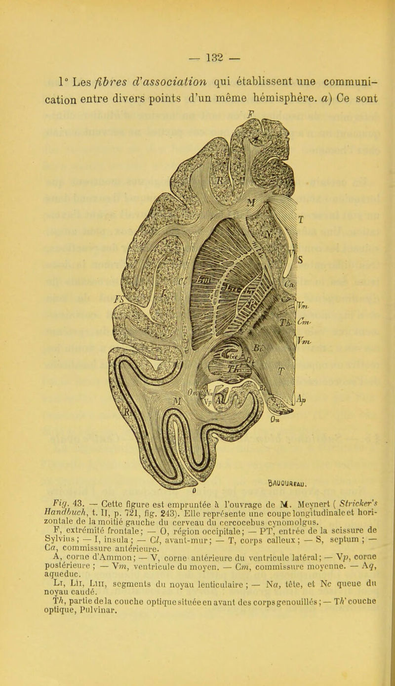 1° Les fibres d'association qui établissent une communi- cation entre divers points d'un même hémisphère, a) Ce sont F Fig. 43. — Cette figure est empruntée à l'ouvrage de M. Mevnert ( Stricker's Handhuch, t. Il, p. 721, fig. 243). Elle représente une coupe longitudinale et hori- zontale de la moitié gauche du cerveau du ccrcocebus cynomolgus. F, extrémité frontale; — 0, région occipitale; — PT, entrée de la scissure de Sylvius ; — I, insula ; — C/, avant-mur; — T, corps calleux ; — S, scptum ; — Ca, commissure antérieure. A, corne d'Ammon; — V, corne antérieure du ventricule latéral; — Vp, corae postérieure ; — Vwi, ventricule du moyen. — Cm, commissure moyenne. — Aç, aqueduc. Li, Lii, Lui, segments du noyau lenticulaire ; — Na, tôle, et Ne queue du noyau caudé. T/«, partie delà couche optique située en avant des corps genouillés ;— W couche optique, Pulvinar.