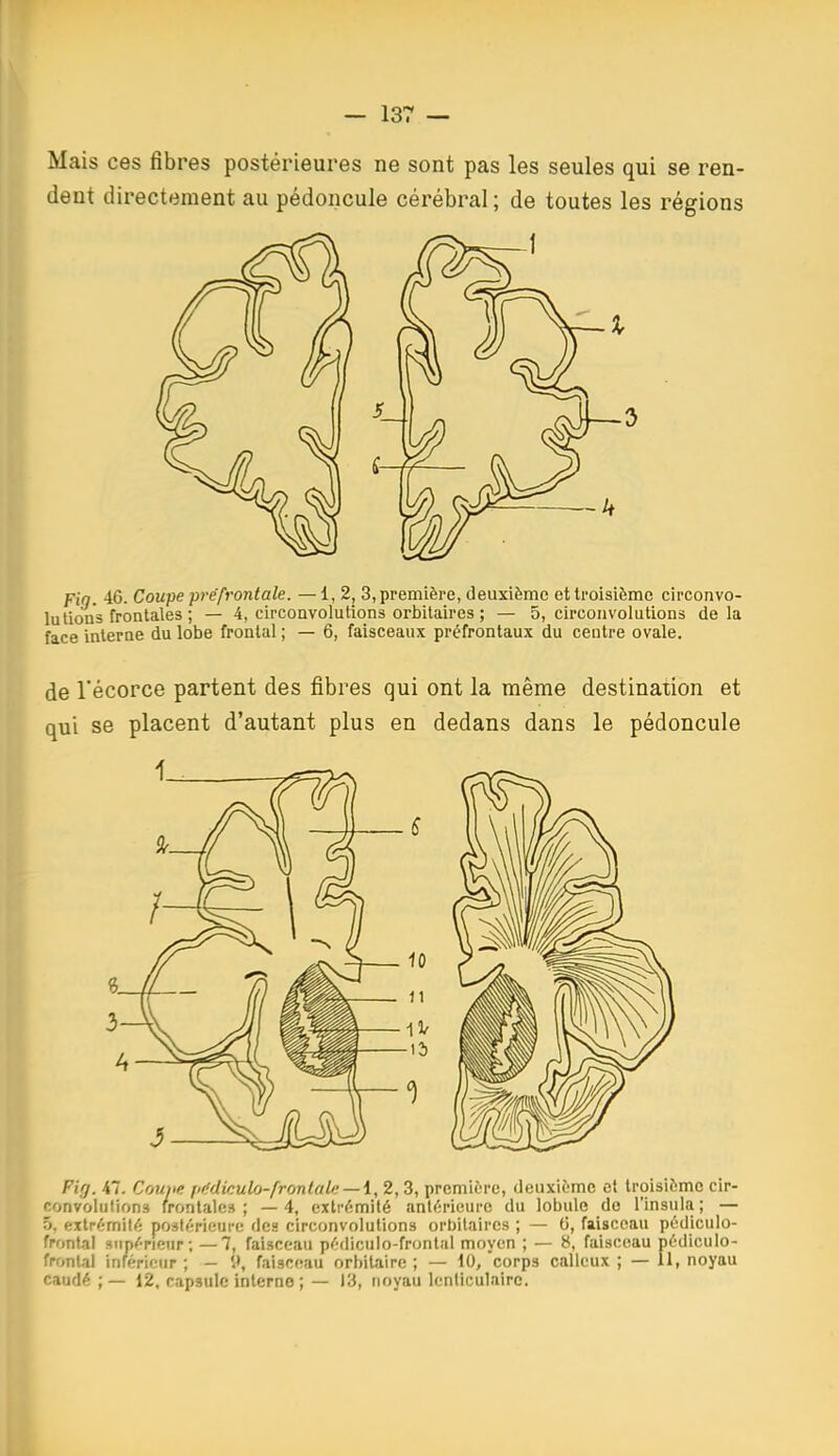 Mais ces fibres postérieures ne sont pas les seules qui se ren- dent directement au pédoncule cérébral ; de toutes les régions Fin. 46. Coupe préfrontale. —1,2, 3, première, deuxième et troisième circonvo- luUous frontales ; — 4, circonvolutions orbitaires ; — 5, circonvolutions delà face interne du lobe frontal ; — 6, faisceaux préfrontaux du centre ovale. de l'écorce partent des fibres qui ont la même destination et qui se placent d'autant plus en dedans dans le pédoncule Fif/. 47. Coufie pildiculo-fronlali; — i, 2,3, première, deuxième et troisième cir- convolutions frontales; —4, extrémité antérieure du lobule do l'insula ; — 5, extrémité postérieure des circonvolutions orbitaires ; — G, faisceau pédiculo- frontal supérieur ; —7, faisceau pédiculo-frontal moyen ; — 8, faisceau pédiculo- fronlal inférieur ; — 9, faisceau orbitaire ; — 10, corps calleux ; — II, noyau caudé ; — 12, capsule interne ; — 13, noyau lenticulaire.