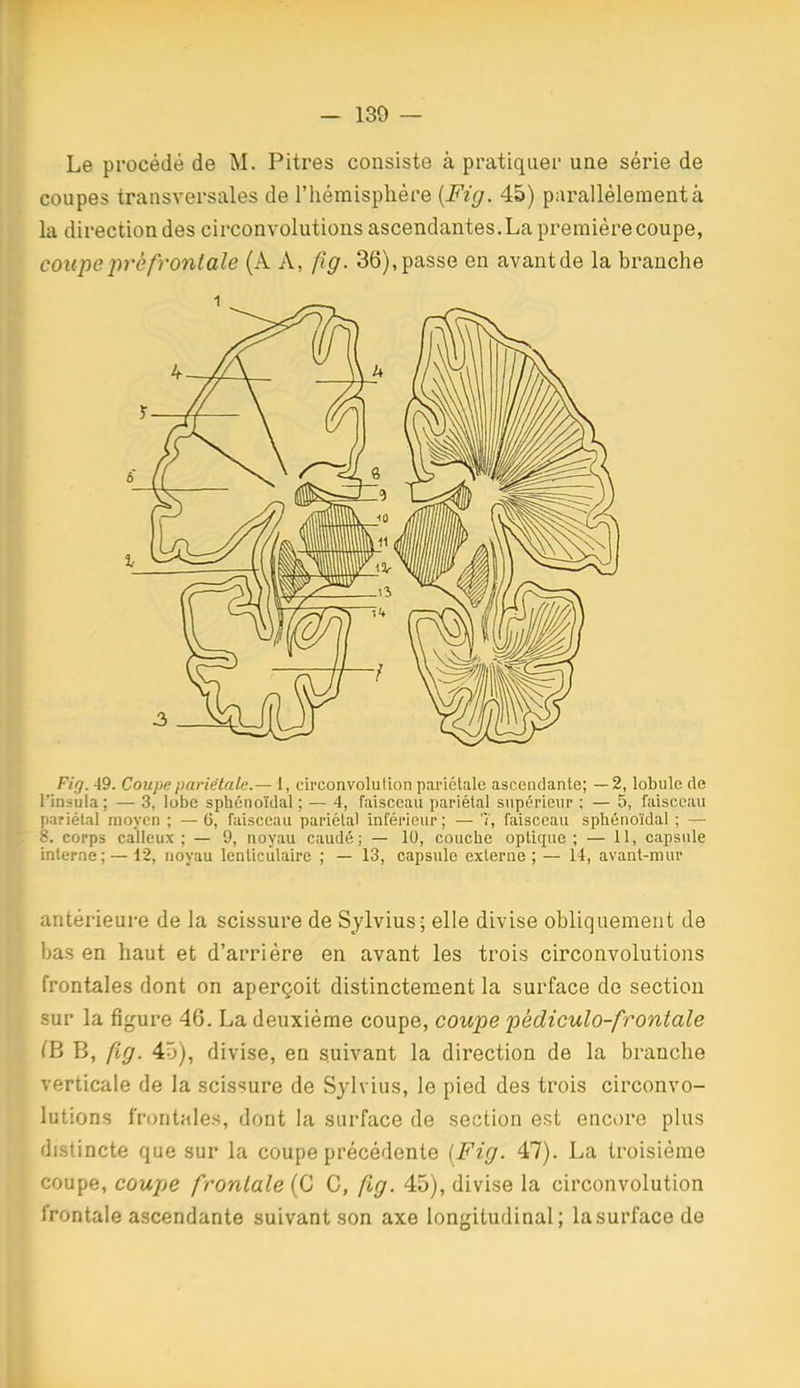 Le procédé de M. Pitres consiste à pratiquer une série de coupes transversales de l'hémisphère [Fig. 45) parallèlement à la direction des circonvolutions ascendantes.La première coupe, coupe pré frontale (A A, fig. 36), passe en avant de la branche Fifj. 49. Coupe pariétale.— 1, circonvolution pariétale ascendante; —2, lobule de l'insula; — 3, lobe sphénoïdal ; — 4, faisceau pariétal supérieur : — 5, faisceau pariétal moyen ; —6, faisceau pariétal inférieur; — 'V, faisceau sphénoïdal ; — 8. corps calleux ; — 9, noyau caudé ; — 10, couche optique ; — 11, capsule interne; — 12, noyau lenticulaire ; — 13, capsule externe; — 14, avant-mur antérieure de la scissure de Sylvius; elle divise obliquement de bas en haut et d'arrière en avant les trois circonvolutions frontales dont on aperçoit distinctement la surface de section sur la figure 46. La deuxième coupe, coupe pèdiculo-frontale CB B, fg. 45), divise, en suivant la direction de la branche verticale de la scissure de Sylvius, le pied des trois circonvo- lutions frontales, dont la surface de section est encore plus distincte que sur la coupe précédente [Fig. 47). La troisième coupe, coupe frontale (C C, {ig. 45), divise la circonvolution frontale ascendante suivant son axe longitudinal; la surface de