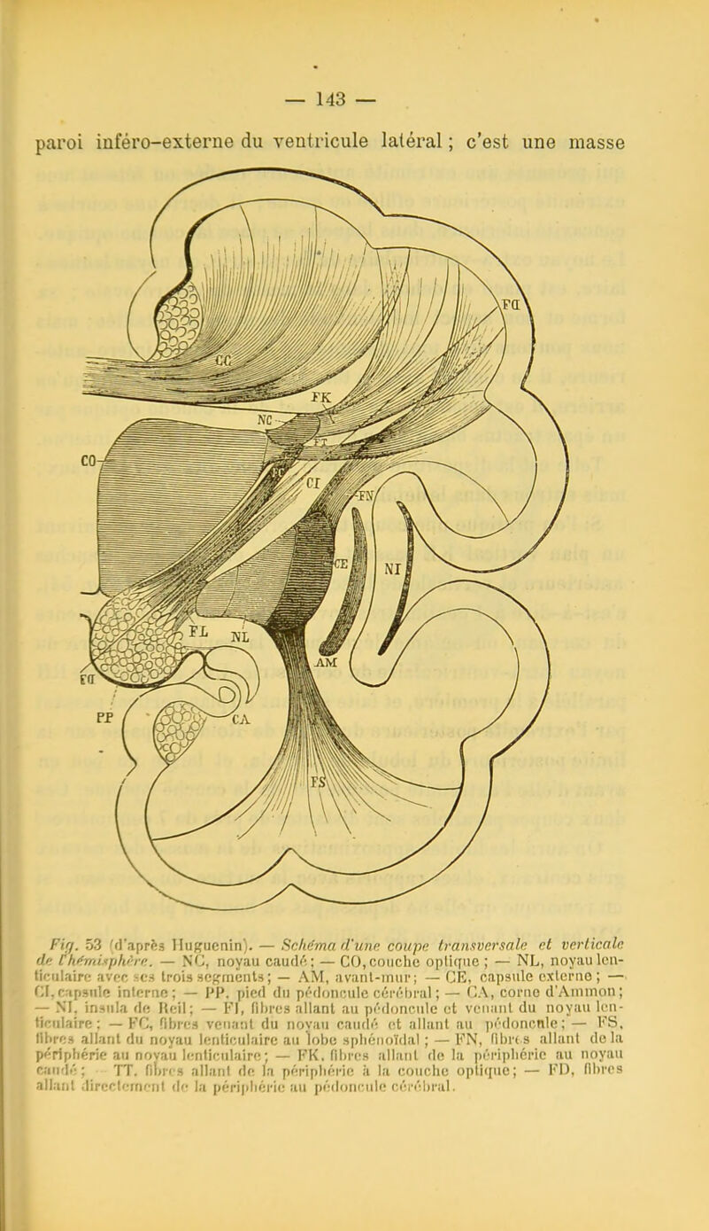 Firj, 53 'fl'aprfes lluffucnin). — f^nhdma d'unn coupn tranitversale et verticale di: (hfrrdfphi'ie. — NC, noyau caudA; — CO,couche opli([ue ; — NL, noyau Icii- ticiilaire avnc ses trois segments ; — AM, avanl-inui-; — CE, capsule cxlcrno ; — Cf, capsule interne; — PP. pied du pf'-donculc céri'ljral ; — CA, corne d'Ammon; — NI, insula de Fteii; — FI, fibres allant au pf'donciile et venant du noyau len- ticulaire : — FC, fibres venant du novau caudi'; et allant au pi'doncnle; — FS. libres allant du noyau lenticulaire au lobe spliénoïdal ; — FN, nbr( s allant de la péripbérie au novaii lentir^ulairc; — FK, fibres allant de la périplicrie au noyau candé; 'IT. fiLn» allani de la périphérie il la couche optique; — FD, libres allant directement de la péri)iliéri(; au pédoncule cérél)ral.