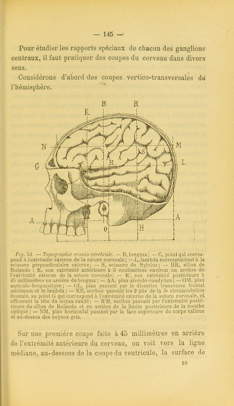 Pour étudier les rapports spéciaux de chacun des ganglions centraux, il faut pratiquer des coupes du cerveau dans divers sens. Considérons d'abord des coupes vertico-transversales de' l'hémisphère. B R F/7. 54. — Topographie cranio-cérébrale. —B,bi'egma; — C, point qui corres- pond ;i l'cxti-émité citerne de la suture coronale ; — L, lambda correspondant îi la sdsiure perpendiculaire externe; — S, scissure de Sylvius ; — RR, sillon de Kolando : II, son extrémité antérieure à 3 centimètres environ en arrière de l'extrémité externe de la suture coronale; — R', son extrémité postéi'ieure à iô millimètres en arrière dubregma; — AA, plan alvéolo-condylien ; —OM, plan auriculo-bregmali'iue; — liL, plan passant par le diamètre Iransverse frontal minimum et le lambda; — KE, section passant les 2 plis de la Se circonvolution frontale, au point G qui correspond à l'extrémité externe de la suture coronale, et ( fflourant la tète du noyau caudé; — R'II, section passant par l'extrémité posté- l icurc du sillon de Rolando et en arrière de la limite postérieure de la couche optique ; — NM, plan horizontal passant par la face supérieure du corps calleux et au-dessus des noyaux gris. Sur une première coupe faite à 45 millimètres en arrière de l'extrémité antérieure du cerveau, on voit vers la ligne médiane, au-dessous de la coupe du ventricule, la surface de 10