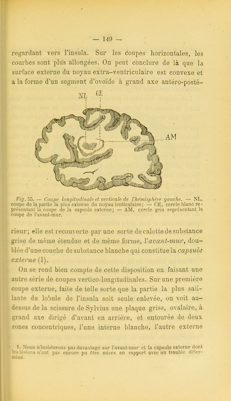 regardant vers l'insula. Sur les doupes horizontales, les courbes sont plus allongées. On peut conclure de là que la surface externe du noyau extra-ventriculaire est convexe et a la forme d'un segment d'ovoïde à grand axe antéro-posté- Fig.Lô. — Coupe longiludinale et vei'ticale de Vhe'misphiire gauche. — NL, coupe de la partie la plus externe du noyau lenticulaire; — CE, cercle blanc re- présentant la coupe de la capsule externe; — AM, cercle gris représentant la coupe de l'avant-mur. rieur; elle est recouverte par une sorte de calotte de substance grise de même étendue et de même forme, Vavant-mur, dou- blée d'une couche de substance blanche qui constitue la capsule externe (1). On se rend bien compte de cette disposition en faisant une autre série de coupes vertico-longitudinales. Sur une première coupe externe, faite de telle sorte que la partie la plus sail- lante du lobule de l'insula soit seule enlevée, on voit au- dessus de la scissure de Sylvius une plaque grise, ovalaire, à grand axe dirigé d'avant en arrière, et entourée de deux zones concentriques, l'une interne blanche, l'autre externe \. Nous n'insisterons pas davantage sin- l'avanl-mur et la capsule externe dont les \i-Mov.i n'ont pas encore pu être niiscs en rapport avec un trouble déter- miné.