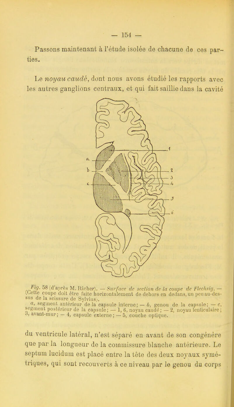 Passons maintenant à l'étude isolée de chacune de ces par- ties. Le noyau caudé, dont nous avons étudié les rapports avec les autres ganglions centraux, et qui fait saillie dans la cavité SUS de la scissure de Sylviusi. «, seginenl antérieui- delà capsule interne; — b, genou de la capsule; — c. segment postérieur de la capsule; — 1, 6, noyau caudé; — 2, novau lenticulaire; à, avant-mur; — 4, capsule externe; —5, couche optique. du ventricule latéral, n'est séparé en avant de son congénère que par la longueur de la commissure blanche antérieure. Le septum lucidum est placé entre la tête des deux noyaux symé- triques, qui sont recouverts à ce niveau par le genou du corps