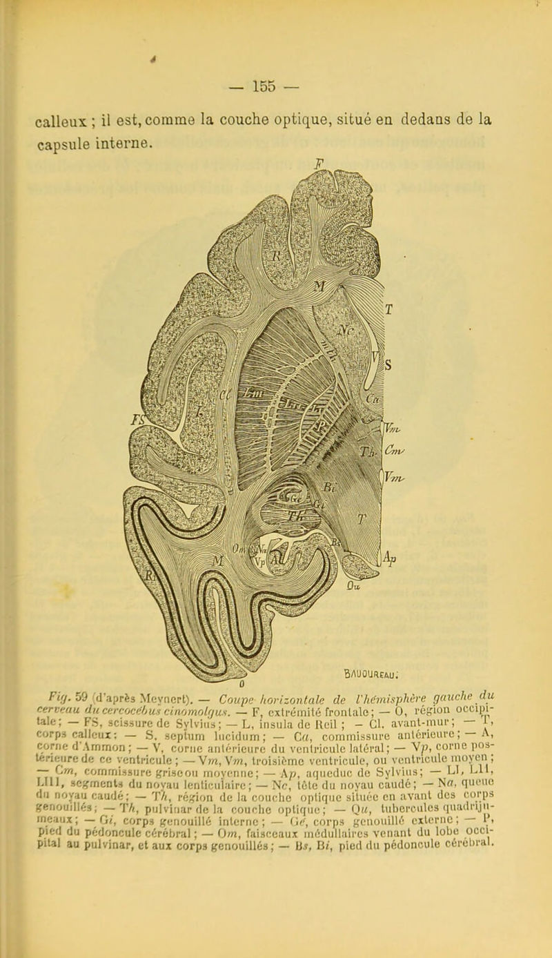 4 — 155 — calleux ; il est, comme la couche optique, situé ea dedans de la capsule interne. F«(/, 59 (d'après Mevncrt), — Coupe horizontale de l'hémisphère gauche du cerveau ducercocéijus cinomolrjus. — F, extrémité frontale; — 0, région occipi- tale; — FS, scissure de Svlvius; — L, insula de lleil ; - Cl. avanl-mur; — 1, corps calleux: — S. sepïum liicidum; — C«, commissure antérieure; —A, corne d'Ammori; — V, corne antérieure du ventricule latéral; — Vp, corne pos- térieure de ce ventricule ; — Vm, Vw, troisième ventricule, ou ventricule moyen ; — Cwi, commissure fjriseou movennc; — Kp, aqueduc de Sylvius; — LI, LU, LUI, serments du novau lenticuiaire; — Ne, tète du noyau caudc; — Nff. queue du noyau caudé; — Yh, ré;,'ion de la couclic optique située en avant des corps genouillés; — TA, pulviuar de la couche optique; — Q«, tubercules quadriju- ineaux; —0/, corps Kciouillé interne; — i'tc', corps genouillé externe; — l. pied du pédoncule cérébral ; — Om, faisceaux médullaires venant du lobe occi- pital au pulvinar, et aux corps genouillés; — )is, Bi, pied du pédoncule cérébral.