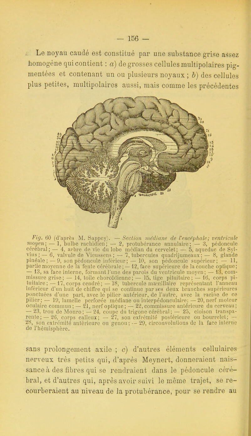 . Le noyau caudé est constitué par une substance grise assez homogène qui contient : a) de grosses cellules multipolaires pig- mentées et contenant un ou plusieurs noyaux ; h) des cellules plus petites, multipolaires aussi, mais comme les précédentes Fig. t)0 (d'après M. Sappcy). — Section médiane de l'encéphale; ventricule moyen; — ], bulbe rachidien; — 2, protubérance anrmlalre; — 3, pédoncule cérébral; — 4. arbre do vie du lobe médian du cervelet; — 5, aqueduc de Syl- vhis ; — 6, valvule de Vicusscns ; — 7, tubercules quadrijumeaux ; — 8, g-lande piiiéale ;—9, son pédoncule inférieur; — 10, son pédoncule supérieur; — 11, partie moyenne de la feule cérébrale; — 12, face supérieure de la couche optique; — 13, sa face interne, formant l'une des parois du ventricule moyen; — 13, com- missure grise; — 14, toile choroïdiennc; — 15, tige pituitaire ; l(j, corps pi- tuitaire; —17, corps cendré; —18, tubercule mamillaire représentant l'anneau inférieur d'un huit de chifTre qui se continue par ses deux branches supérieures ponctuées d'une part, avec le pilier antérieur, de l'autre, avec la racine de ce pilier; — ]9, lamelle ])erforée médiane ou iuterpédonculaire: — 20, nerf moteur oculaire commun; — 21, nerf optique; — 22, commissure antérieure du cerveau; — 23, trou de Alonro; — 24, coupe du trigone cérébral; — 25, cloison transpa- rente;— 2(3, corps calleux; — 27, son cxirémité postérieure ou bourrelet; — 28, son exlr(;mité antérieure ou genou; -- 29, circonvolutions de la face interne de l'hémisphère. sans prolongement axile ; c) d'autres éléments cellulaires nerveux très petits qui, d'après Meynert, donneraient nais- sance à des fibres qui se rendraient dans le pédoncule céré- bral, et d'autres qui, après avoir suivi le même trajet, se re- courberaient au niveau de la protubérance, pour se rendre au