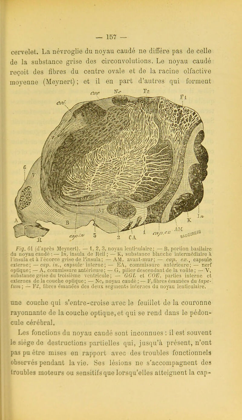 cervelet. La névroglie du noyau caudé ne diffère pas de celle de la substance grise des circonvolutions. Le noyau caudé reçoit des fibres du centre ovale et de la racine olfactive moyenne (Meynert) ; et il en part d'autres qui forment Fig. Gl (d'après Jlcynert). —1,2, 3, noyau lenticulaire; — B, portion basilaire du noyau caudé :— In, insula de Rcil ; — K, substance blanche inlcrincdiaire îl 1 insula et à l'ccorcc irrisc de l'insula; —A.M, avant-mur;— cap. ex., capsule eiterric; —cap. in,, capsule-interne ; — EA, commissure antérieure; — nerf optique; — A, commissure antérieure; — G, pilier descendant de la voûte; — V, substance grise du troisième ventricule; — GGL et CO/i', parties interne et externes do la couche optique; — Ne, noyau caudé ; — F, fibres émanées du lape- tum; — Yl, fibres émanées des deux seg-inenls inler:ic3 du noyau lenticulaire. une couche qui s'entre-croise avec le feuillet de la couronne rayonnante de la couche optique, et qui se rend dans le pédon- cule cérébral. Les fonctions du noyau caudé sont inconnues : il est souvent le siège de destructions partielles qui, jusqu'à présent, n'ont pas pu être mises en rapport avec des troubles fonctionnels observés pendant la vie. Ses lésions ne s'accompagnent des troubles moteurs ou sensitifs que lorsqu'elles atteignent la cap-