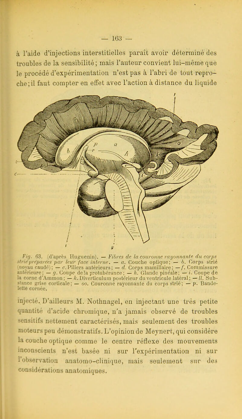 à l'aide d'injections interstitielles paraît avoir déterminé des troubles de la sensibilité ; mais l'auteur convient lui-même que le procédé d'expérimentation n'est pas à l'abri de tout repro- che; il faut compter en effet avec l'action à distance du liquide F if]. 63. (d'après Hugiicain). —Fiives de la couronne rayonnante du corps ^Irij'préparnes par leur face interne. — a. Couche optique; — 6. Corps strié (noyau caudé); — c.Piliers antérieurs; — d. Corps mamillaire; —/'. Commissure antérieure : — (j. Coupe de!a protubéraiice ; — /(. Glande pinéale : — i. Coupe de la corne d'Ammon ; — i-. Diverticulum postérieur du ventricule latéral; — II. Sub- stance grise corticale; — oo. Couronne rayonnante du corps strié; — p. Bande- lette cornée. injecté. D'ailleurs M. Nothnagel, en injectant une très petite quantité d'acide chrumique, n'a jamais observé de troubles sensitifs nettement caractérisés, mais seulement des troubles moteurs peu démonstratifs. L'opinion de Meynert, qui considère la couche optique comme le centre réflexe des mouvements inconscients n'est basée ni sur l'expérimentation ni sur l'observation anatomo-clinique, mais seulement sur des considérations anatomiques.