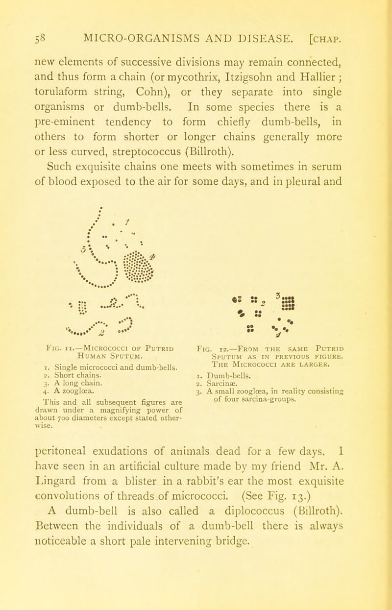 new elements of successive divisions may remain connected, and thus form a chain (or mycothrix, Itzigsohn and Hallier ; torulaform string, Cohn), or they separate into single organisms or dumb-bells. In some species there is a pre-eminent tendency to form chiefly dumb-bells, in others to form shorter or longer chains generally more or less curved, streptococcus (Billroth). Such exquisite chains one meets with sometimes in serum of blood exposed to the air for some days, and in pleural and Fig. ii.—Micrococci of Putrid Human Sputum. 1. Single micrococci and dumb-bells. 2. Short chains. 3. A long chain. 4. A zoogloea. This and all subsequent figures are drawn under a magnifying power of about 700 diameters except stated other- wise. Fig. 12.—From the same Putrid Sputum as in previous figure. The Micrococci are larger. 1. Dumb-bells. 2. Sarcina;. 3. A small zoogloea, in reality consisting of four sarcina-groups. peritoneal exudations of animals dead for a few days. 1 have seen in an artificial culture made by my friend Mr. A. Lingard from a blister in a rabbit's ear the most exquisite convolutions of threads of micrococci. (See Fig. 13.) A dumb-bell is also called a diplococcus (Billroth). Between the individuals of a dumb-bell there is always noticeable a short pale intervening bridge.