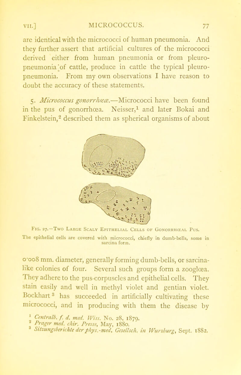 are identical with the micrococci of human pneumonia. And they further assert that artificial cultures of the micrococci derived either from human pneumonia or from pleuro- pneumonia'of cattle, produce in cattle the typical pleuro- pneumonia. From my own observations I have reason to doubt the accuracy of these statements. 5. Micrococcus gonorrhceoz.—Micrococci have been found in the pus of gonorrhoea. Neisser,1 and later Bokai and Finkelstein,2 described them as spherical organisms of about Fig. 27.—Two Large Scaly Epithelial Cells of Gonorrhceal Pus. The epithelial cells are covered with micrococci, chiefly in dumb-bells, some in sarcina form. o-oo8 mm. diameter, generally forming dumb-bells, or sarcina- like colonies of four. Several such groups form a zooglcea. They adhere to the pus-corpuscles and epithelial cells. They stain easily and well in methyl violet and gentian violet. Bockhart3 has succeeded in artificially cultivating these micrococci, and in producing with them the disease by 1 Cmtralb. f. d. med. Mss. No. 28, 1879. a Pragtr med. chir. Presse, May, 1880. 3 Sitzungsberichte derphys.-med. Gcselhch. in Wurzburg, Sept. 1882.