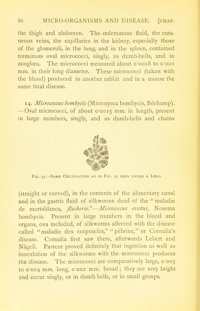 the thigh and abdomen. The cedematous fluid, the cuta- neous veins, the capillaries in the kidney, especially those of the glomeruli, in the lung, and in the spleen, contained numerous oval micrococci, singly, as dumb-bells, and in zoogloea. The micrococci measured about o-ooo8 to o'ooi mm. in their long diameter. These micrococci (taken with the blood) produced in another rabbit and in a mouse the same fatal disease. 14. Micrococcus bombycis (Microzyma bombycis, Bechamp). — Oval micrococci, of about o,ooi5 mm. in length, present in large numbers, singly, and as dumb-bells and chains Fig. 33.—Same Cultivation as in Fig. 32 seen under a Lens. (straight or curved), in the contents of the alimentary canal and in the gastric fluid of silkworms dead of the  maladie de mortsblancs, flacherie.—Micrococcus ova ins, Nosema bombycis. Present in large numbers in the blood and organs, ova included, of silkworms affected with the disease called maladie des corpuscles, pebrine, or Cornalia's disease. Cornalia first saw them, afterwards Lebert and Nageli. Pasteur proved definitely that ingestion as well as inoculation of the silkworms with the micrococci produces the disease. The micrococci are comparatively large, 0-003 to 0-004 mm. long, 0-002 mm. broad; they are very bright and occur singly, or in dumb-bells, or in small groups.