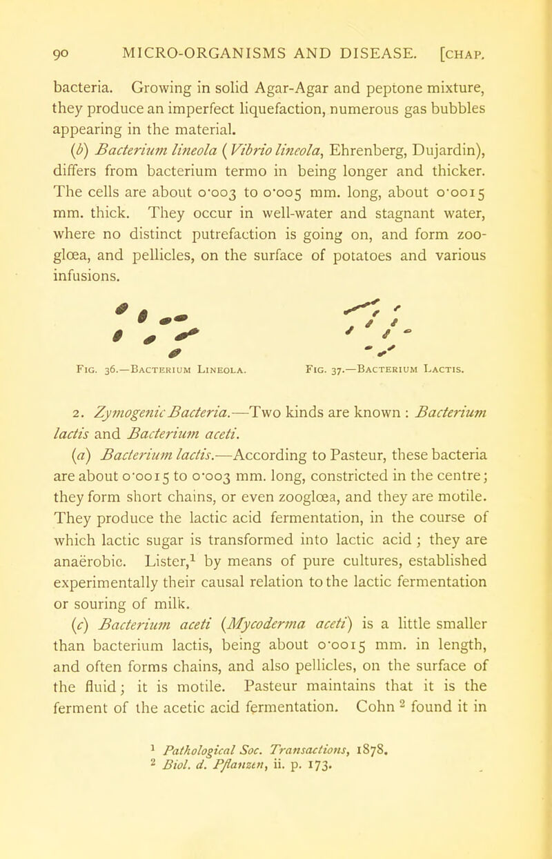 bacteria. Growing in solid Agar-Agar and peptone mixture, they produce an imperfect liquefaction, numerous gas bubbles appearing in the material. (b) Bacterium lineola (Vibrio lineola, Ehrenberg, Dujardin), differs from bacterium termo in being longer and thicker. The cells are about 0*003 t° 0*005 mm- l°ng> about o-ooi5 mm. thick. They occur in well-water and stagnant water, where no distinct putrefaction is going on, and form zoo- glcea, and pellicles, on the surface of potatoes and various infusions. Fig. 36.—Bacterium Lineola. Fig. 37.—Bacterium Lactis. 2. Zymogenic Bacteria.—Two kinds are known : Bacterium lactis and Bacterium aceti. (a) Bacterium lactis.—According to Pasteur, these bacteria are about 0-0015 to 0*003 mm. long, constricted in the centre; they form short chains, or even zooglcea, and they are motile. They produce the lactic acid fermentation, in the course of which lactic sugar is transformed into lactic acid; they are anaerobic. Lister,1 by means of pure cultures, established experimentally their causal relation to the lactic fermentation or souring of milk. (c) Bacterium aceti (Mycoderma aceti) is a little smaller than bacterium lactis, being about 0*0015 mm- m length, and often forms chains, and also pellicles, on the surface of the fluid; it is motile. Pasteur maintains that it is the ferment of the acetic acid fermentation. Cohn 2 found it in 1 Pathological Soc. Transactions, 1878. 2 Biol. d. Pflanztn, ii. p. 173.