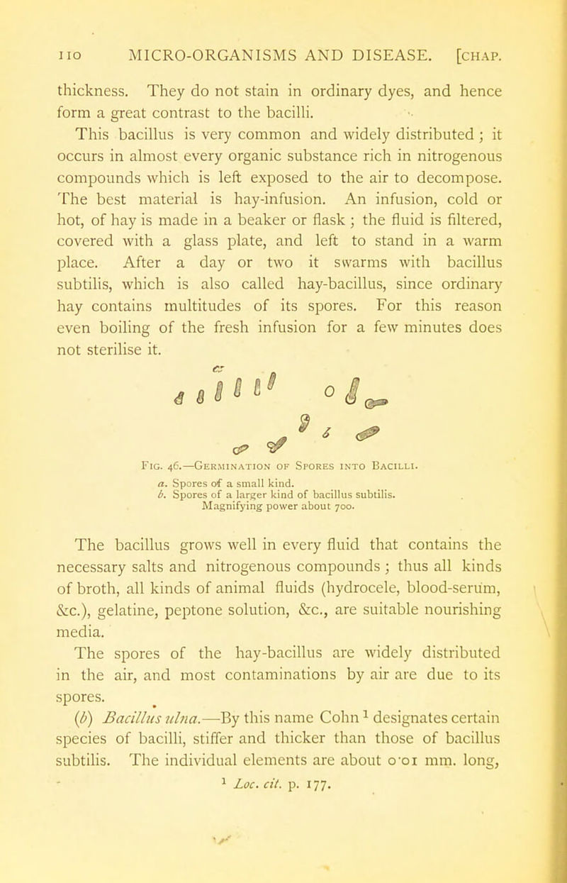 thickness. They do not stain in ordinary dyes, and hence form a great contrast to the bacilli. This bacillus is very common and widely distributed ; it occurs in almost every organic substance rich in nitrogenous compounds which is left exposed to the air to decompose. The best material is hay-infusion. An infusion, cold or hot, of hay is made in a beaker or flask ; the fluid is filtered, covered with a glass plate, and left to stand in a warm place. After a day or two it swarms with bacillus subtilis, which is also called hay-bacillus, since ordinary hay contains multitudes of its spores. For this reason even boiling of the fresh infusion for a few minutes does not sterilise it. till*' o£ Fig. 46.—Germination of Spores into Bacilli. a. Spores of a small kind. b. Spores of a larger kind of bacillus subtilis. Magnifying power about 700. The bacillus grows well in every fluid that contains the necessary salts and nitrogenous compounds ; thus all kinds of broth, all kinds of animal fluids (hydrocele, blood-serum, &c), gelatine, peptone solution, &c, are suitable nourishing media. The spores of the hay-bacillus are widely distributed in the air, and most contaminations by air are due to its spores. (p) Bacillus ulna.—By this name Cohn1 designates certain species of bacilli, stiffer and thicker than those of bacillus subtilis. The individual elements are about o-oi mm. long, 1 Lac. tit. p. 177.