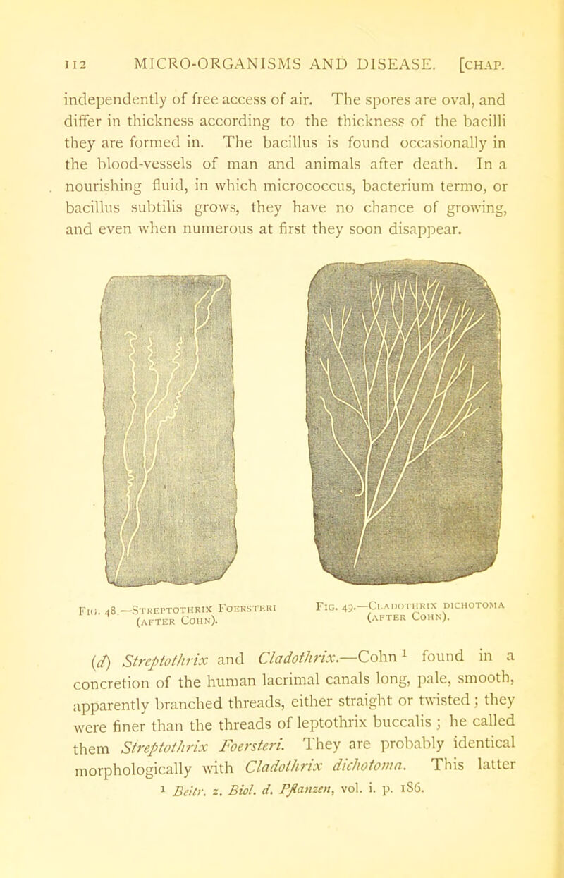 independently of free access of air. The spores are oval, and differ in thickness according to the thickness of the bacilli they are formed in. The bacillus is found occasionally in the blood-vessels of man and animals after death. In a nourishing fluid, in which micrococcus, bacterium termo, or bacillus subtilis grows, they have no chance of growing, and even when numerous at first they soon disappear. Fii;. 48.— Streptothrix Foersteri (after Cohn). Fig. 49.—Cladothrix dichotoma (after Cohn). (d) Streptothrix and Cladothrix—Cohn1 found in a concretion of the human lacrimal canals long, pale, smooth, apparently branched threads, either straight or twisted; they were finer than the threads of leptothrix buccalis ; he called them Streptothrix Foersteri. They are probably identical morphologically with Cladothrix dichotoma. This latter 1 Beitr. z. Biol. d. Pfianzen, vol. i. p. 1S6.