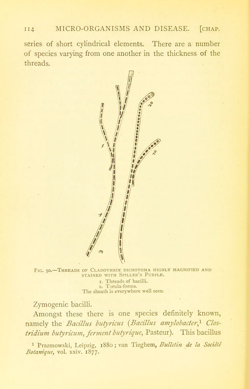 series of short cylindrical elements. There are a number of species varying from one another in the thickness of the threads. Fig. 50.—Threads of Cladothrix dichotoma highly magnified and stained with seller's purple. 1. Threads of bacilli. 2. Torula-forms. The sheath is everywhere well seen. Zymogenic bacilli. Amongst these there is one species definitely known, namely the Bacillus butyricus (Bacillus amylobacter,1 Clos- tridium butyricum, ferment butyrique, Pasteur). This bacillus 1 Prazmowski, Leipzig, 1880 ; van Ticghem, Bulletin de la Sociiti Bolanique, vol. xxiv. 1877.