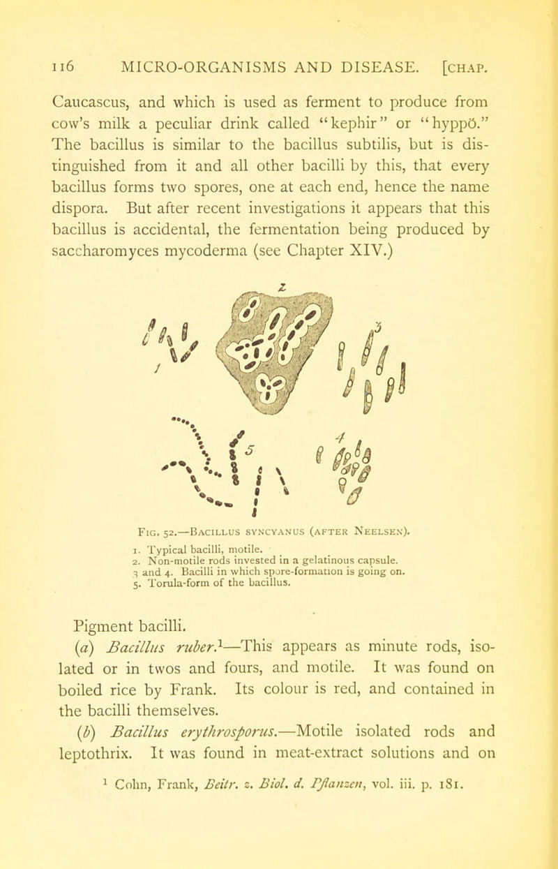 Caucascus, and which is used as ferment to produce from cow's milk a peculiar drink called kephir or hyppo. The bacillus is similar to the bacillus subtilis, but is dis- tinguished from it and all other bacilli by this, that every bacillus forms two spores, one at each end, hence the name dispora. But after recent investigations it appears that this bacillus is accidental, the fermentation being produced by saccharomyces mycoderma (see Chapter XIV.) 1 •l^T) /.*), Fig. 52.—Bacillus syncyanus (after Neelsex). 1. Typical bacilli, motile. 2. Non-motile rods invested in a gelatinous capsule. ^ and 4. Bacilli in which spore-formation is going on. 5. Torula-form of the bacillus. Pigment bacilli. (a) Bacillus ruber?-—This appears as minute rods, iso- lated or in twos and fours, and motile. It was found on boiled rice by Frank. Its colour is red, and contained in the bacilli themselves. (b) Bacillus erythrosporus.—Motile isolated rods and leptothrix. It was found in meat-extract solutions and on 1 Colin, Frank, Beitr. s. Biol. d. rjlanzcn, vol. iii. p. 181.