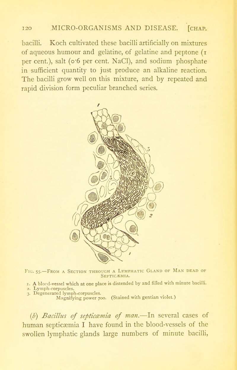 bacilli. Koch cultivated these bacilli artificially on mixtures of aqueous humour and gelatine, of gelatine and peptone (i per cent), salt (o-6 per cent. NaCl), and sodium phosphate in sufficient quantity to just produce an alkaline reaction. The bacilli grow well on this mixture, and by repeated and rapid division form peculiar branched series. Fu;. 55.—From a Section through a Lymphatic Gland of Man dead of Septicemia. 1. A blond-vessel which at one place is distended by and filled with minute bacilli. 2. Lymph-corpuscles. 3. Degenerated lymph-corpuscles. Magnifying power 700. (Stained with gentian violet.) (l>) Bacillus of septicemia of man.—In several cases of human septiccemia I have found in the blood-vessels of the swollen lymphatic glands large numbers of minute bacilli,