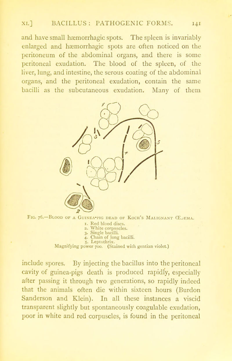 and have small hemorrhagic spots. The spleen is invariably enlarged and hemorrhagic spots are often noticed on the peritoneum of the abdominal organs, and there is some peritoneal exudation. The blood of the spleen, of the liver, lung, and intestine, the serous coating of the abdominal organs, and the peritoneal exudation, contain the same bacilli as the subcutaneous exudation. Many of them Fig. 76.—Blood of a Guinea-pig dead of Koch's Malignant CE-jEMA. 1. Red blood discs. 2. White corpuscles. 3. Single bacilli. 4. Chain of long bacilli. 5. Leptothrix. Magnifying power 700. (Stained with gentian violet.) include spores. By injecting the bacillus into the peritoneal cavity of guinea-pigs death is produced rapidly, especially after passing it through two generations, so rapidly indeed that the animals often die within sixteen hours (Burdon Sanderson and Klein). In all these instances a viscid transparent slightly but spontaneously coagulable exudation, poor in white and red corpuscles, is found in the peritoneal