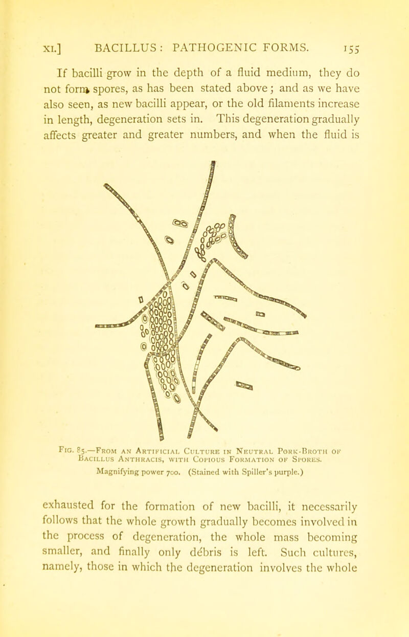 If bacilli grow in the depth of a fluid medium, they do not forn* spores, as has been stated above; and as we have also seen, as new bacilli appear, or the old filaments increase in length, degeneration sets in. This degeneration gradually affects greater and greater numbers, and when the fluid is Fig. P5.—From an Artificial Culture in Neutral Pork-Broth of Bacillus Anthracis, with Copious Formation of Spores. Magnifying power 700. (Stained with Spiller's purple.) exhausted for the formation of new bacilli, it necessarily follows that the whole growth gradually becomes involved in the process of degeneration, the whole mass becoming smaller, and finally only debris is left. Such cultures, namely, those in which the degeneration involves the whole