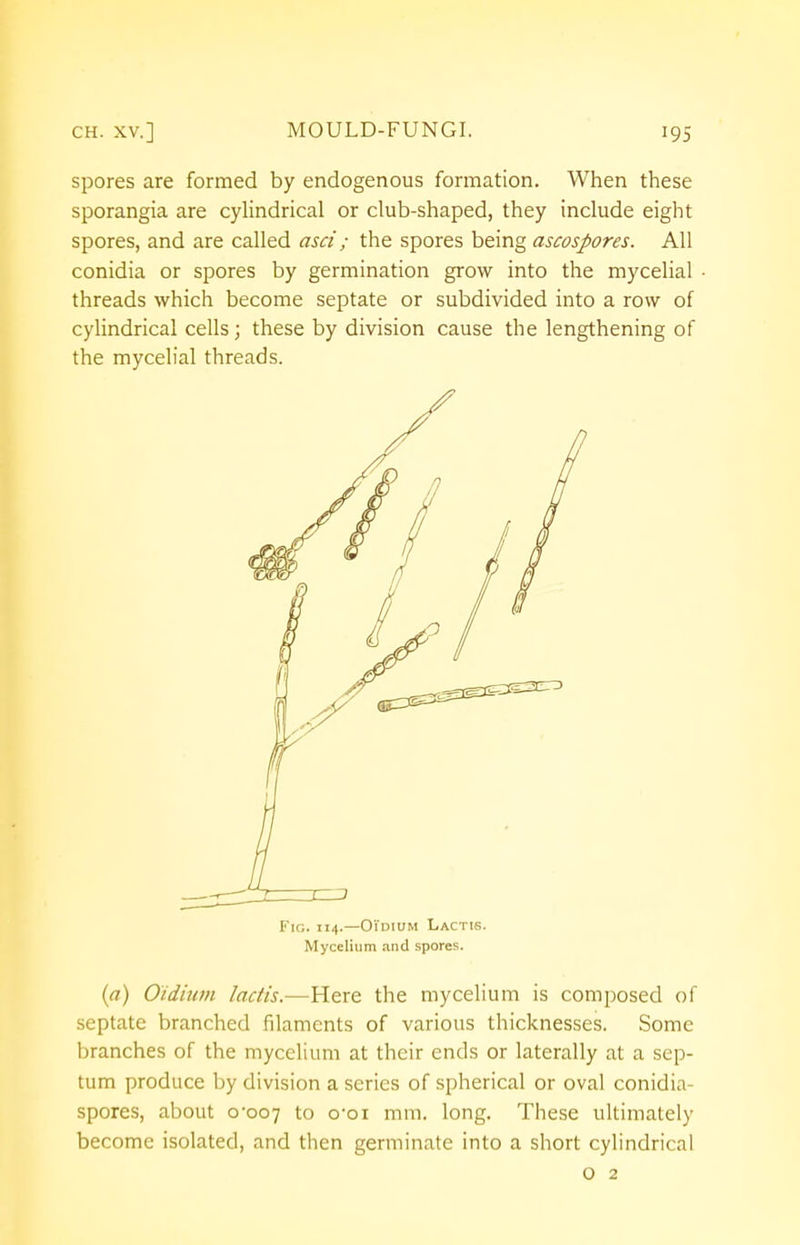 spores are formed by endogenous formation. When these sporangia are cylindrical or club-shaped, they include eight spores, and are called asci; the spores being ascospores. All conidia or spores by germination grow into the mycelial threads which become septate or subdivided into a row of cylindrical cells; these by division cause the lengthening of the mycelial threads. Fig. 114.—O'idium Lactis. Mycelium and spores. (a) Oidium lactis.—Here the mycelium is composed of septate branched filaments of various thicknesses. Some branches of the mycelium at their ends or laterally at a sep- tum produce by division a series of spherical or oval conidia- spores, about 0-007 t0 °01 mm. long. These ultimately become isolated, and then germinate into a short cylindrical o 2