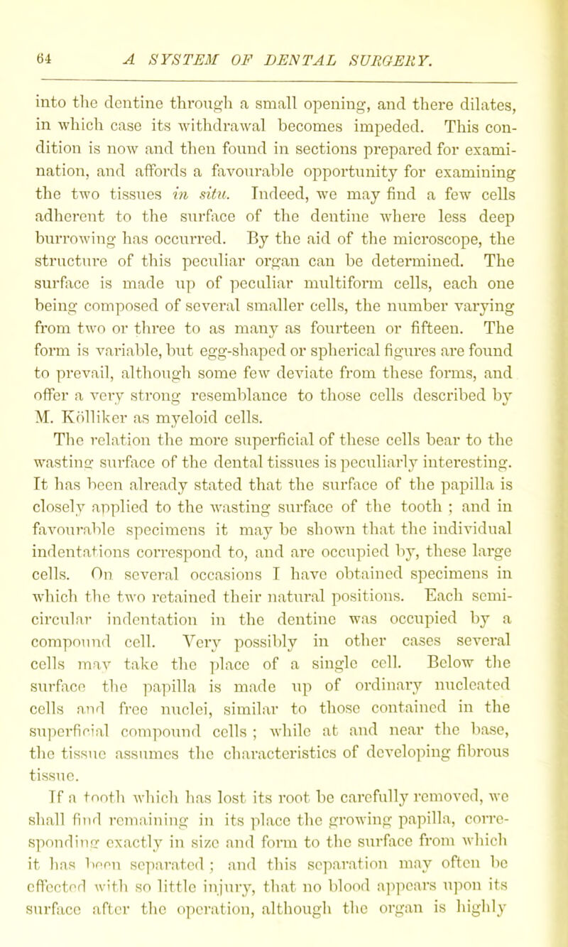 into tlie dentine through a small opening, and there dilates, in which case its withdrawal becomes impeded. This con- dition is now and then found in sections prepared for exami- nation, and affords a favoui-able opportunity for examining the two tissues in situ. Indeed, we may find a few cells adherent to the surface of the dentine where less deep burrowing has occurred. By the aid of the microscope, the structure of this peculiar organ can be determined. The surfiice is made up of peculiar multiform cells, each one being composed of several smaller cells, the number varying from two or three to as many as fourteen or fifteen. The form is variable, but egg-sliaped or splierical figures are found to prevail, although some few deviate from tliese forms, and offer a very strong resemblance to those cells described by M. Kfilliker as myeloid cells. The relation the more superficial of these cells bear to the wasting surface of the dental tissues is peculiarly interesting. It has been already stated that the surface of the papilla is closely applied to the wasting surface of the tooth ; and in favourable specimens it may be shown that the individual indentations correspond to, and are occupied by, these large cells. On several occasions I have obtained specimens in which the two retained their natural positions. Each semi- circular indentation in the dentine was occupied by a compoiiud cell. Veiy possibly in other cases several cells mav take the place of a single cell. Below tlie surfiTCo the papilla is made up of ordinary micleated cells find free nuclei, similar to those contained in the su]ierficial compound cells ; while at and near the base, the tissue assumes the characteristics of developing fibrous tissue. If a tooth Avhich has lost its root be carefully removed, we shall find rcinaining in its place the growing papilla, corre- spondiufT exactly in size and form to the surface from M-hich it lias linen separated ; and this separation may often be cflected with so little injury, that no blood appears upon its surface after the operation, although the organ is highly