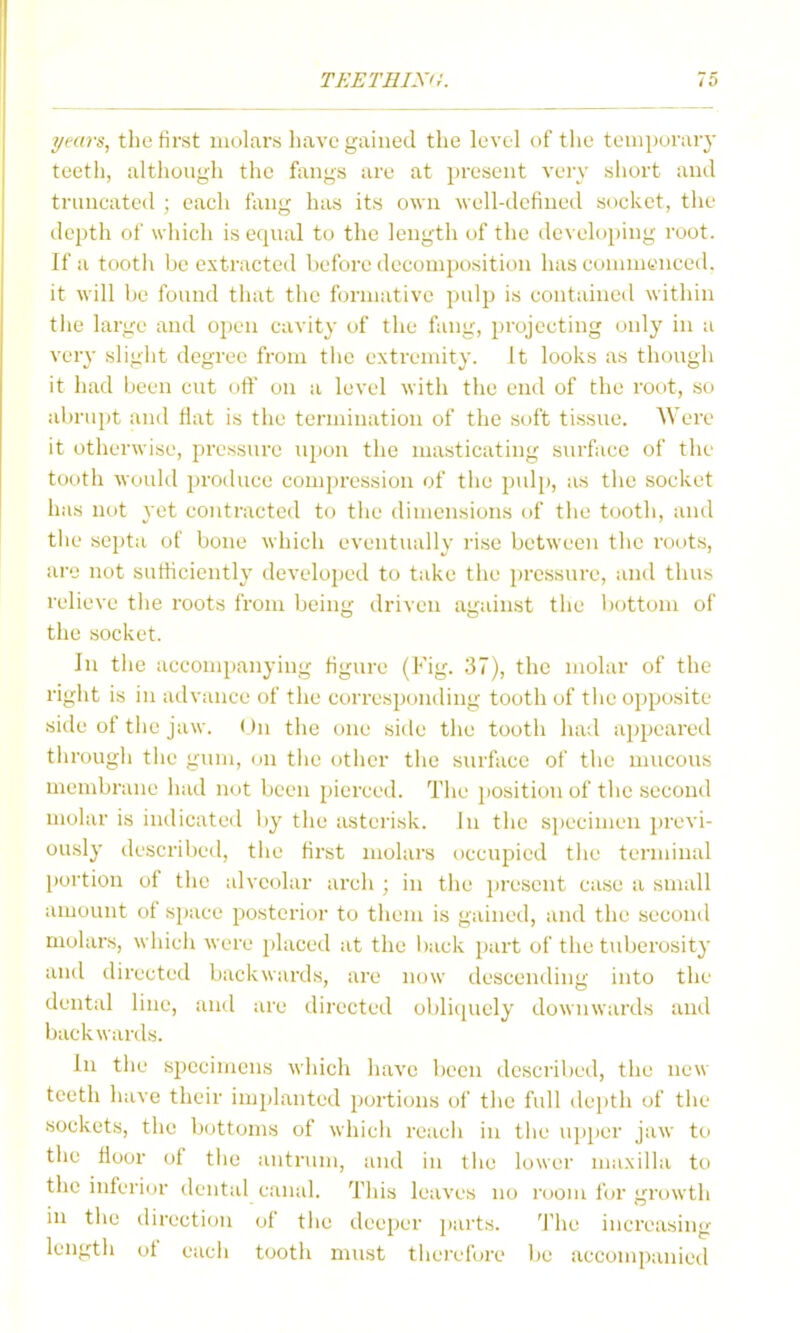 years, the first molars have gained the level of the temporary teeth, although the fangs are at present very short and truncated ; each fang has its o\vn well-defined socket, the depth of w hich is equal to the length of the de\ eloping root. If a tooth be extracted before decomposition has connnenced. it will be found that the formative pnlp is containeil within the large and ojjen cavity of the fang, projecting oidy in a very slight degree from tiic extremity. It looks as though it had been cut off on a level with the end of the root, so abrupt and flat is the termination of the soft tissue. Were it otherwise, pressure upon the masticating surface of the tooth would produce compi'ession of the pulp, as the socket has not yet contracted to the dimensions of the tooth, and the septa of bone which eventually rise between the roots, are not sufficiently developed to take the pressure, and thus relieve the roots from being driven against the bottom of the socket. In the accompanying figure (Fig. 37), the molar of the right is in advance of the corresponding tooth of the opposite side of the jaw. On the one side the tooth had appeared through the gum, nn the other the surface of the mucous membrane had not been pierced. The position of the second molar is indicated by the asterisk. In the specimen previ- ously described, tiie first molars occupied the terminal portion of the alveolar arch ; in the present case a small amount of space posterior to them is gained, and the second molars, which were placeil at the l)ack part of the tuberosity and directed backwards, are now descending into the dental line, and are directed oblicjuely downwards and backwards. In the specimens which have been described, the new teeth have their implanted portions of the full depth of the sockets, the bottoms of which reach in the upper jaw to the floor of the antrum, and in the lower maxilla to the inferior dental canal. This leaves no i-oom for growth in the direction of the deeper parts. 'I'he increasing length of each tooth must therefore be accompanied