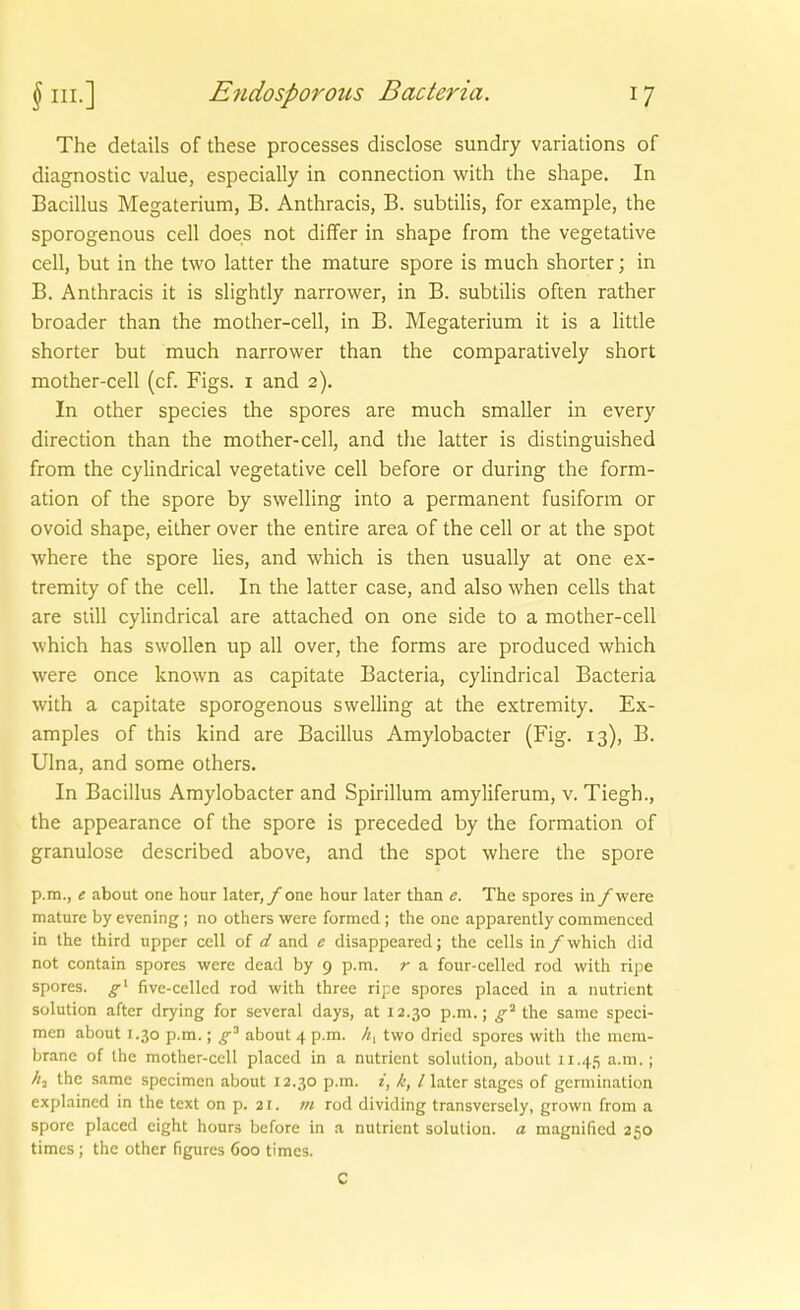 The details of these processes disciose sundry variations of diagnostic value, especially in connection with the shape. In Bacillus Megaterium, B. Anthracis, B. subtilis, for example, the sporogenous cell does not differ in shape from the vegetative cell, but in the two latter the mature spore is much shorter; in B. Anthracis it is slightly narrower, in B. subtilis often rather broader than the mother-cell, in B. Megaterium it is a little shorter but much narrower than the comparatively short mother-cell (cf. Figs. i and 2). In other species the spores are much smaller in every direction than the mother-cell, and the latter is distinguished from the cylindrical vegetative cell before or during the form- ation of the spore by swelling into a permanent fusiform or ovoid shape, eilher over the entire area of the cell or at the spot where the spore lies, and which is then usually at one ex- tremity of the cell. In the latter case, and also when cells that are still cylindrical are attached on one side to a mother-cell which has swollen up all over, the forms are produced which were once known as capitate Bacteria, cylindrical Bacteria with a capitate sporogenous swelling at the extremity. Ex- amples of this kind are Bacillus Amylobacter (Fig. 13), B. Ulna, and some others. In Bacillus Amylobacter and Spirillum amyliferum, v. Tiegh., the appearance of the spore is preceded by the formation of granulöse described above, and the spot where the spore p.m., e about one hour later,y one hour later than e. The spores in f were mature by evening; no others were formed ; the one apparently commenced in the third upper cell of d and e disappeared; the cells in y which did not contain spores were dead by 9 p.m. r a four-celled rod with ripe spores. g^ five-cellcd rod with three ripe spores placed in a nutrient Solution after drying for several days, at 12.30 p.m.; g^ the same speci- men about 1.30 p.m.; g'^ about 4 p.m. //, two dried spores with the mem- branc of the mother-cell placed in a nutrient Solution, about 11.45 -ni- ! //j the same specimen about 12.30 p.m. i, k, / later stagcs of germination explained in the text on p. 21. m rod dividing transvcrsely, grown from a spore placed eight hours before in a nutrient Solution, a magnified 250 times ; the other figures 600 times. C