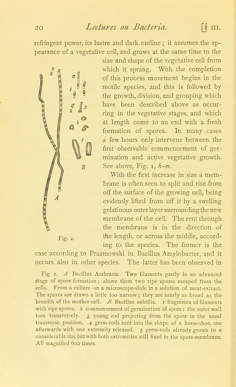 refringent power, its lustre and dark outline ; it assumes the ap- pearance of a vegetative cell, and grows at the same time to the size and shape of the vegetative cell from 0 ^ which it sprang. With the completion of this process movement begins in the motile Speeles, and this is followed by the growth, division, and grouping which have been described above as occur- ring in the vegetative stages, and which at length come to an end with a fresh formation of spores. In many cases a few hours only intervene between the first observable commencement of ger- min ation and active vegetative growth. See above, Fig. i, h-m. With the first increase in size a mem- brane is often seen to split and rise from off the surface of the growing cell, being evidently lifted from off it by a swelling gelatinous outer layer surroundingthenew membrane of the cell. The rent through the membrane is in the direction of the length, or across the middle, accord- ing to the species. The former is the case according to Prazmowski in Bacillus Amylobacter, and it occurs also in other species. The latter has been observed in Fig. 2. A Bacillus Anthracis. Two filaments partly in an advanced stage of spore-formation; above them two ripe spores escaped from the cells. From a cultiire on a microscope-slide in a Solution of meat-extract. The spores are drawn a little too narrow; they are nearly as broad as the breadth of the mother-cell. ß Bacillus sublilis. i fragments of filaments with ripe spores. 2 commencement of germination of spore; the outer wall torn transversely. 3 young rod projecting from the spore in the usual transverse position. 4 germ-rods bent into the shape of a horse-shoe, one afterwards with one extremity released. 5 germ-rods already grown to a considerable size but with bothextrcmities still fixed in the spore-membrane. All magnified 600 times. Fig.