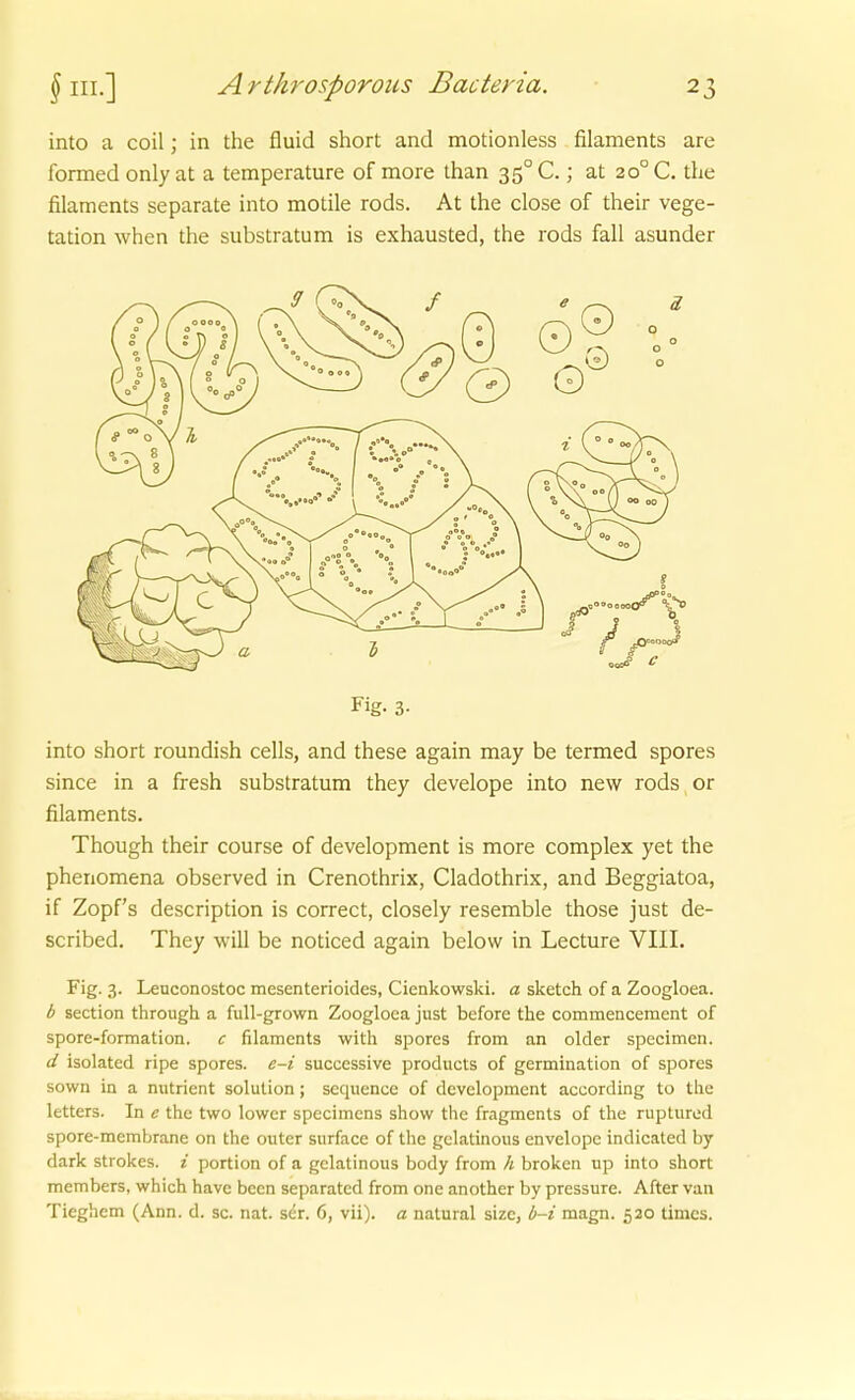 into a coil; in the fluid short and motionless filaments are formed only at a temperature of more than 35° C.; at 20° C. the filaments separate into motile rods. At the close of their Vege- tation when the substratum is exhausted, the rods faU asunder Fig. 3- into short roundish cells, and these again may be termed spores since in a fresh substratum they develope into new rods, or filaments. Though their course of development is more complex yet the phenomena observed in Crenothrix, Cladothrix, and Beggiatoa, if Zopfs description is correct, closely resemble those just de- scribed. They will be noticed again below in Lecture VIII. Fig. 3. Leuconostoc mesenterioides, Cienkowski. a sketch of a Zoogloea. b section through a full-grown Zoogloea just before the commencement of spore-formation. c filaments with spores from an older specimen. d isolated ripe spores. e-i successive products of germination of spores sown in a nutrient Solution; sequence of development according to tlie letters. In e the two lower specimcns show the fragments of the ruptured spore-membrane on the outer surface of the gelatinous envelope indicated by dark strokes. i portion of a gelatinous body from h broken up into short members, which havc been separated from one another by pressure. After van Tieghem (Ann. d. sc. nat. ser. 6, vii). a natural size, b-i magn. 520 times.