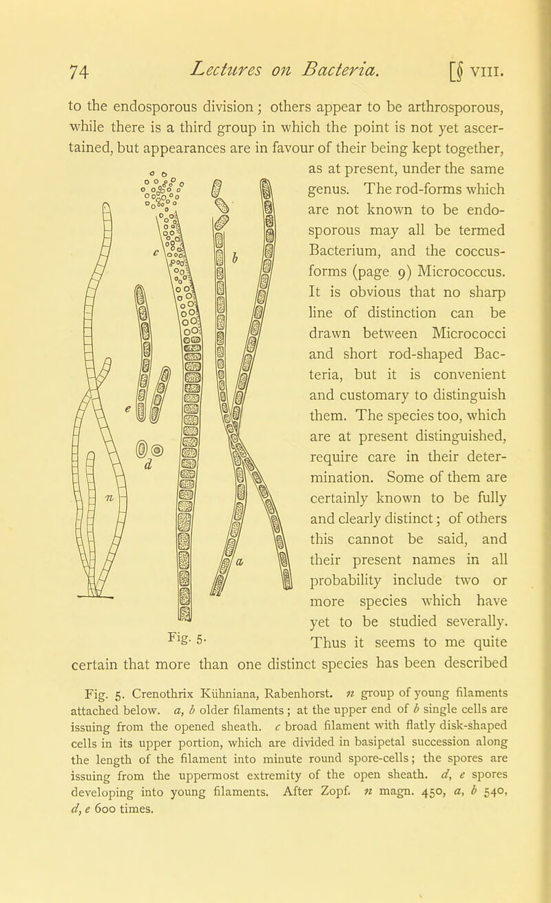 to the endosporous division; others appear to be arthrosporous, while there is a third group in which the point is not yet ascer- tained, but appearances are in favour of their being kept together, as at present, under the same genus. The rod-forms which are not known to be endo- sporous may all be termed Bacterium, and the coccus- forms (page 9) Micrococcus. It is obvious that no sharp line of distinction can be drawn between Micrococci and short rod-shaped Bac- teria, but it is convenient and customary to distinguish them. The species too, which are at present distinguished, require care in their deter- mination. Some of them are certainly known to be fully and clearly distinct; of others this cannot be said, and their present names in all probability include two or more species which have yet to be studied severally. Thus it seems to me quite Fig- 5- certain that more than one distinct species has been described Fig. 5. Crenothrix Küliniana, Rabenhorst, w group of young filaments attached below. a, b older filaments ; at the upper end of b single cells are issuing from the opened sheath. c broad filament with fiatly disk-shaped cells in its upper portion, which are divided in basipetal succession along the length of the filament into miuute round spore-cells; the spores are issuing from the uppermost extremity of the open sheath. d, e spores developing into young filaments. After Zopf, n magn. 450, a, b 540, d, e 600 times.