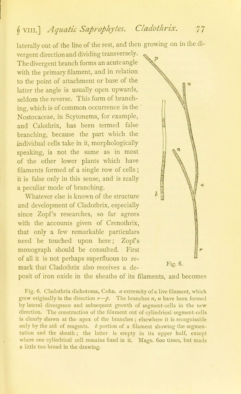 laterally out of the line of the rest, and then growing on in the di- vergent direction and dividing transversely. The divergent branch forms an acute angle with the primary filament, and in relation to the point of attachment or base of the latter the angle is usually open upwards, seldom the reverse. This form of branch- ing, which is of common occurrence in the ' Nostocaceae, in Scytonema, for example, and Calothrix, has been termed false branching, because the part which the individual cells take in it, morphologically speaking, is not the same as in most of the other lower plants which have filaments formed of a Single row of cells ; it is false only in this sense, and is really a peculiar mode of branching. Whatever eise is known of the structure and development of Cladothrix, especially since Zopfs researches, so far agrees with the accounts given of Crenothrix, that only a few remarkable particulars need be touched upon here; Zopfs monograph should be consulted. First of all it is not perhaps superfluous to re- mark that Cladothrix also receives a de- Fig. 6. posit of iron oxide in the sheaths of its filaments, and becomes Fig. 6. Cladothrix dichotoma, Cohn, a extremity of a live filament, which grcw originally in the direction r—Tlie branches n, n have been formed by lateral divergence and subsequent growth of segment-cells in the new direction. The constniction of the filament out of cylindrical segment-cells is clearly shown at the apex of the branches ; elscwhcrc it is recognisablc only by the aid of reagents. b portion of a filament shovying the segmen- tation and the sheath ; the latter is empty in its upper half, except where one cylindrical cell remains fixcd in it. Magn. 600 times, but madc a little too broad in the drawing.