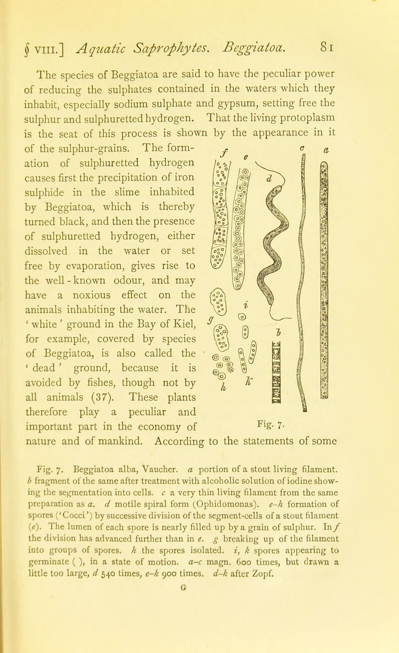 The species of Beggiatoa are said to have the peculiar power of reducing the sulphates contained in the waters which they inhabit, especially sodium sulphate and gypsum, setting free the sulphur and sulphuretted hydrogen. That the living protoplasm is the seat of this process is shown by the appearance in it of the sulphur-grains. The form- ation of sulphuretted hydrogen causes first the precipitation of iron sulphide in the slime inhabited by Beggiatoa, which is thereby turned black, and then the presence of sulphuretted hydrogen, either dissolved in the water or set free by evaporation, gives rise to the well - known odour, and may have a noxious effect on the animals inhabiting the water. The ' white ' ground in the Bay of Kiel, for example, covered by species of Beggiatoa, is also called the ' dead ' ground, because it is avoided by fishes, though not by all animals (37). These plants therefore play a peculiar and important part in the economy of nature and of mankind. According to the Statements of some Fig. 7. Beggiatoa alba, Vaucher. a portion of a stout living filament. b fragment of the same after trcatment with alcoholic Solution of iodine show- ing the segmentation into cells. c a very thin living filament from the same prcparation as a. d motile spiral form (.Ophidomonas). e-h formation of spores ('Cocci') by successive division of the segment-cells of a stout filament (e). The lumen of each spore is nearly filled up by a grain of sulphur. In f the division has advanced further than in e. g break ing up of Ihe filament into groups of spores. h the spores isolated. i, k spores appearing to germinate ( ), in a State of motion. a-c magn. 600 times, but drawn a little too large, d 540 times, e-k 900 times. d-k after Zopf. G