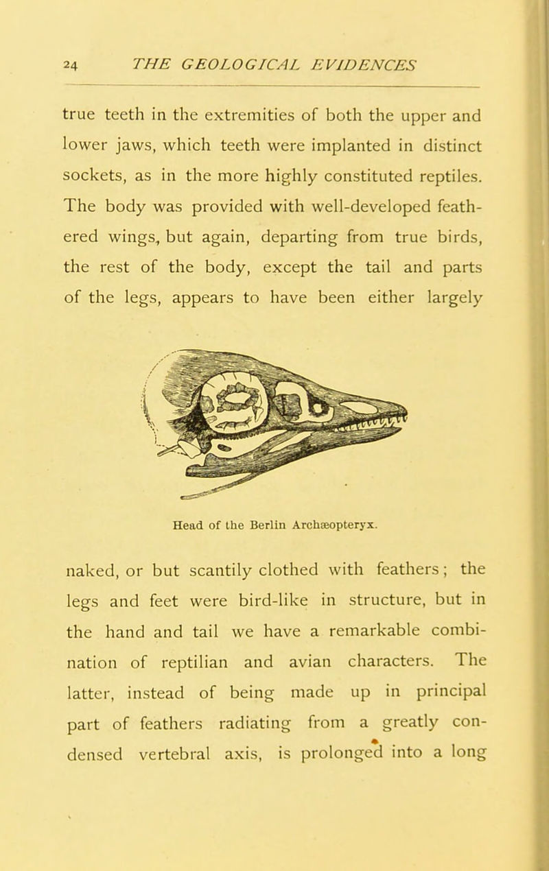 true teeth in the extremities of both the upper and lower jaws, which teeth were implanted in distinct sockets, as in the more highly constituted reptiles. The body was provided with well-developed feath- ered wings, but again, departing from true birds, the rest of the body, except the tail and parts of the legs, appears to have been either largely Head of the Berlin Archteopteryx. naked, or but scantily clothed with feathers; the legs and feet were bird-like in structure, but in the hand and tail we have a remarkable combi- nation of reptilian and avian characters. The latter, instead of being made up in principal part of feathers radiating from a greatly con- densed vertebral axis, is prolonged into a long