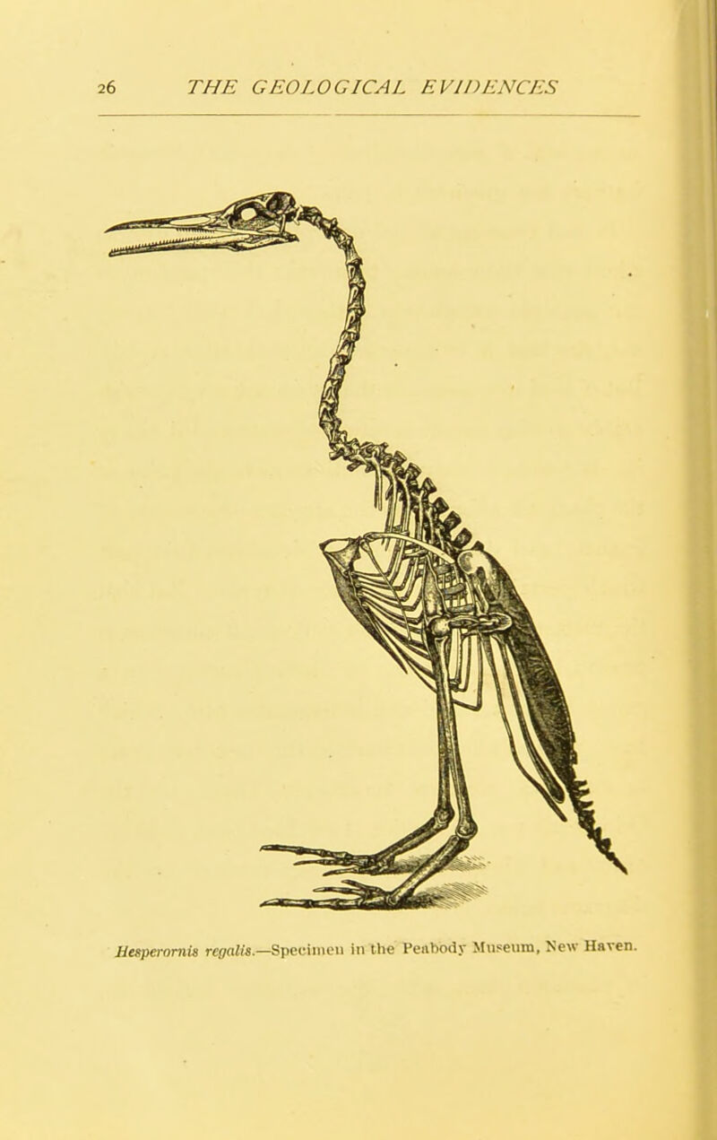 Hesperomis rcgalis.—Specimen in the Peabody Museum, New Haven.