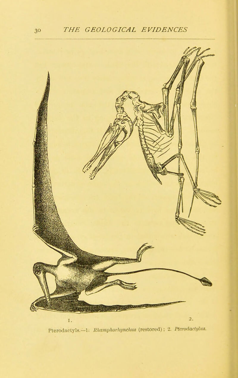 i. i. 2- Pterodactyls.—1. Rhampliorhynchns (restored): 2. Pterodarlylus.