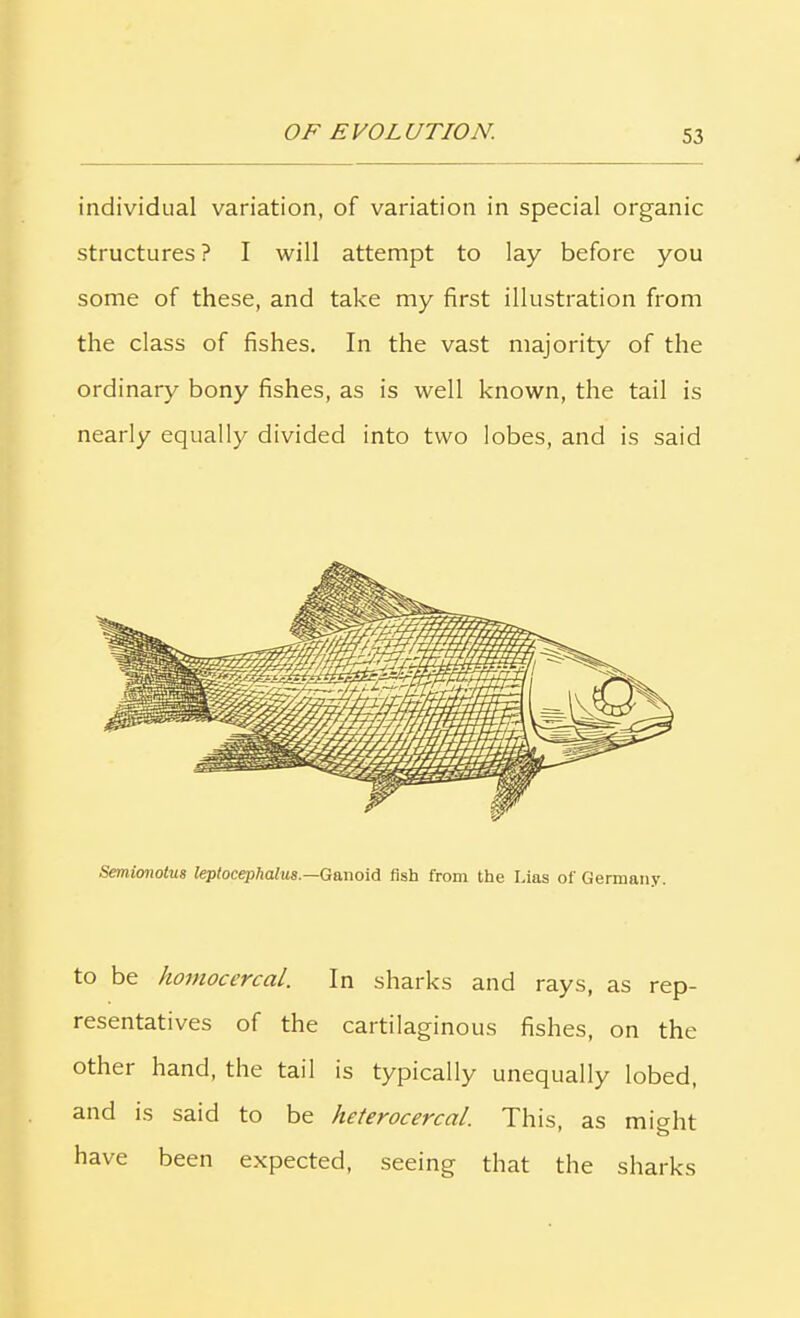 individual variation, of variation in special organic structures ? I will attempt to lay before you some of these, and take my first illustration from the class of fishes. In the vast majority of the ordinary bony fishes, as is well known, the tail is nearly equally divided into two lobes, and is said Semimotus leplocephalus.—Ganoid fish from the Lias of Germany. to be homocercal. In sharks and rays, as rep- resentatives of the cartilaginous fishes, on the other hand, the tail is typically unequally lobed, and is said to be heterocercal. This, as might have been expected, seeing that the sharks