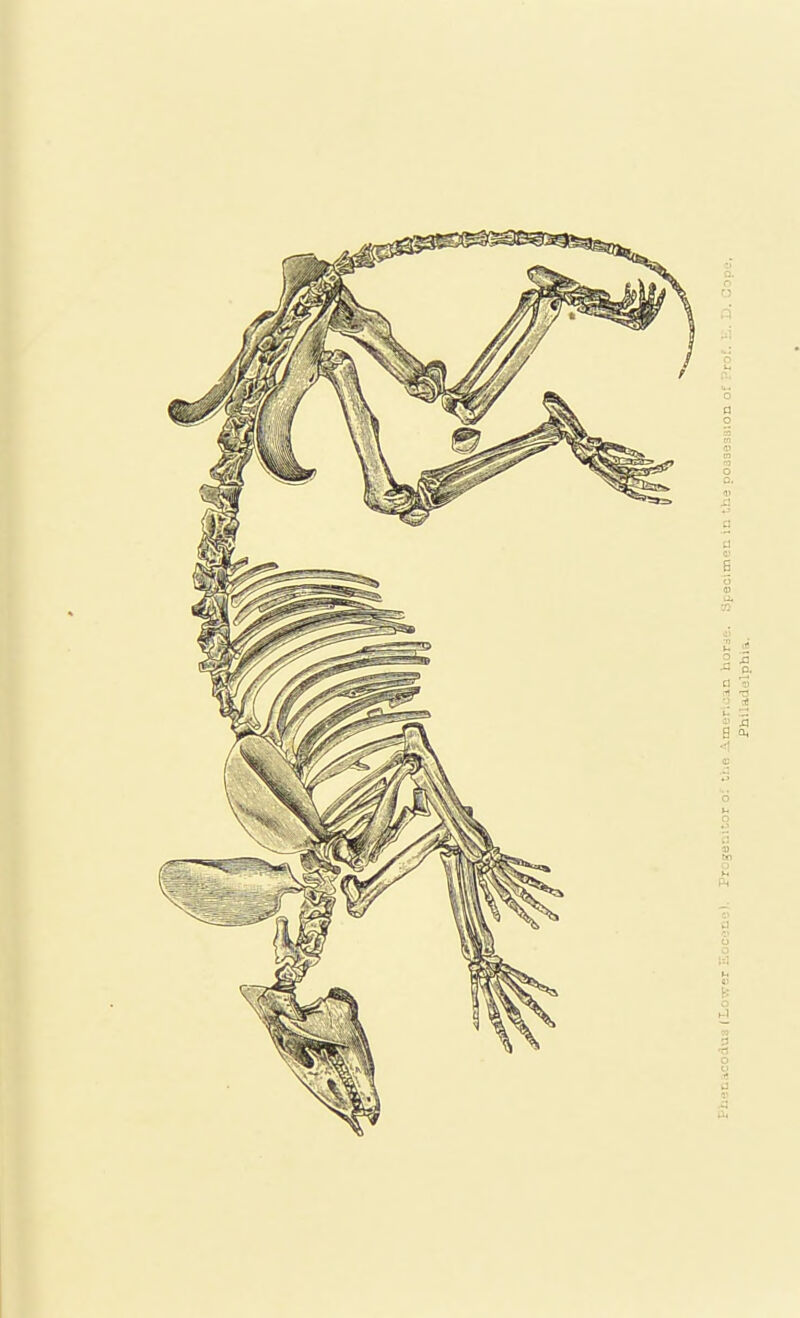 Fhenacodus (Lovrer Eocene). Progenitor o: the American horse. Specimen in the possession of Prof. Philadelphia.