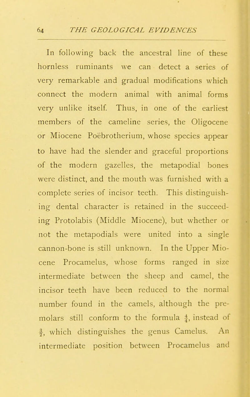 In following back the ancestral line of these hornless ruminants we can detect a series of very remarkable and gradual modifications which connect the modern animal with animal forms very unlike itself. Thus, in one of the earliest members of the cameline series, the Oligocene or Miocene Poebrotherium, whose species appear to have had the slender and graceful proportions of the modern gazelles, the metapodial bones were distinct, and the mouth was furnished with a complete series of incisor teeth. This distinguish- ing dental character is retained in the succeed- ing Protolabis (Middle Miocene), but whether or not the metapodials were united into a single cannon-bone is still unknown. In the Upper Mio- cene Procamelus, whose forms ranged in size intermediate between the sheep and camel, the incisor teeth have been reduced to the normal number found in the camels, although the pre- molars still conform to the formula |, instead of f, which distinguishes the genus Camelus. An intermediate position between Procamelus and
