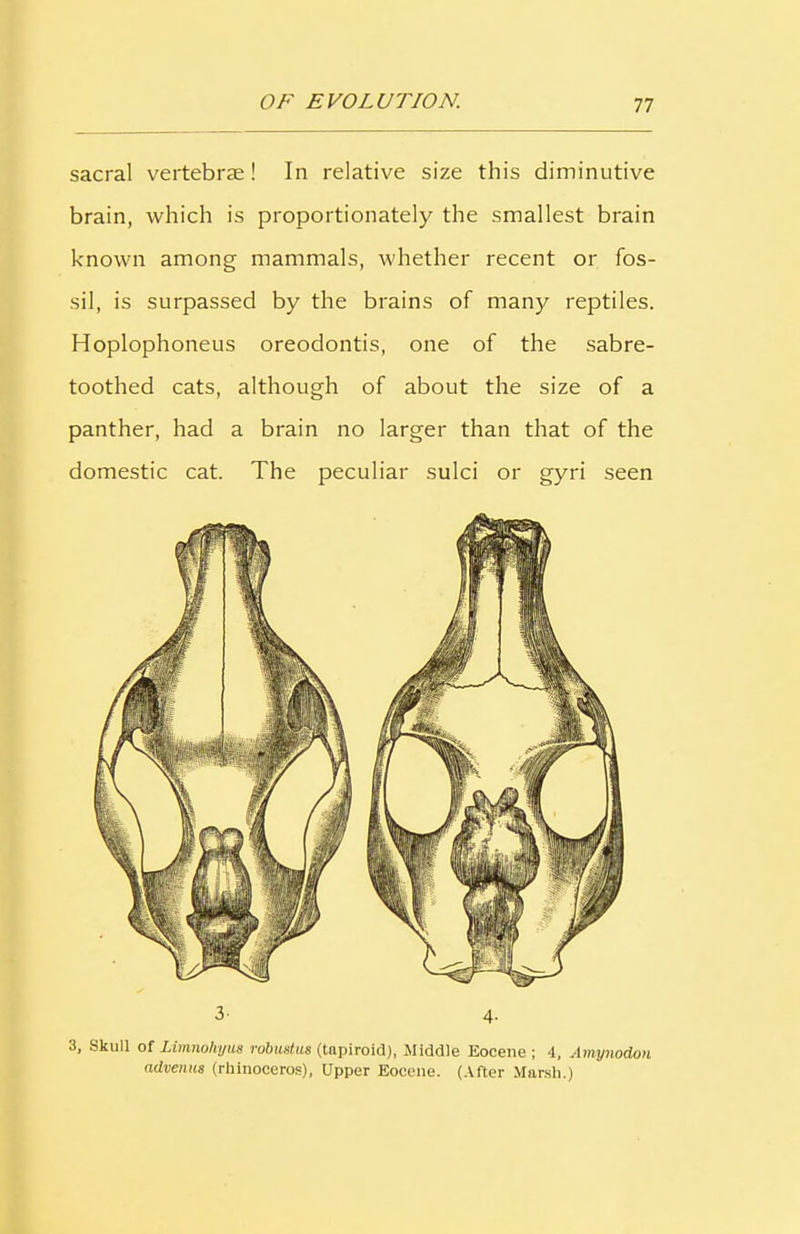 sacral vertebrae! In relative size this diminutive brain, which is proportionately the smallest brain known among mammals, whether recent or fos- sil, is surpassed by the brains of many reptiles. Hoplophoneus oreodontis, one of the sabre- toothed cats, although of about the size of a panther, had a brain no larger than that of the domestic cat. The peculiar sulci or gyri seen 3- 4- 3, Skull of Limnoliyua rubustus (tapiroid), Middle Eocene ; 4, Amynodon advenus (rhinoceros), Upper Eocene. (After Marsh.)