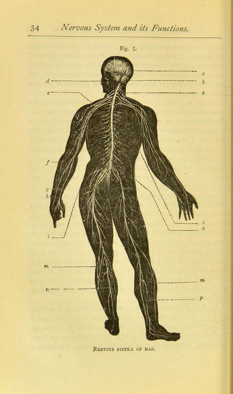 Fig. 1. Nervous systeji op ma^i.