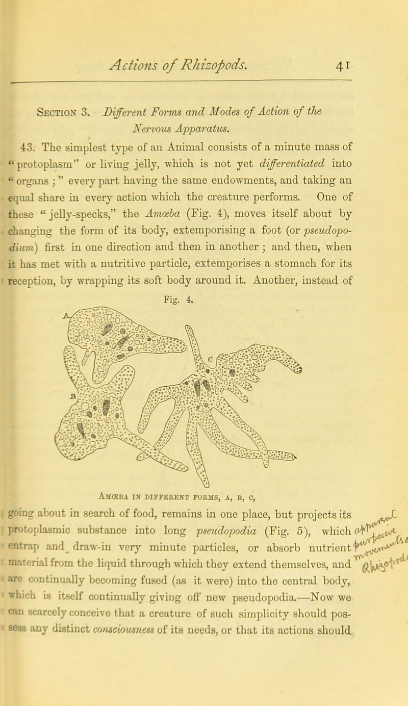 Section 3. Different Forms and Modes of Action of tJie Nervom Apparatus, 43. The simplest type of an Animal consists of a minute mass of protoplasm or living jelly, which, is not yet differentiated into  organs ;  every part having the same endowments, and taking an equal share in every action which the creature performs. One of these  jelly-specks, the Avioeba (Fig. 4), moves itself about by ■ changing the form of its body, extemporising a foot (or pseudopo- dium) first in one direction and then in another; and then, when it has met with a nutritive particle, extemporises a stomach for its I reception, by wrapping its soft body around it. Another, instead of Fig. 4. Amceba in different forms, a, b, c, . going about in search of food, remains in one place, but projects its ^^^^^ protoplasmic substance into long pseudopodia (Fig. 5), which '^''^^^iiA'^ entrap and draw-in very minute particles, or absorb nutrient K^i'^^ r material from the liquid through which they extend themselves, and (j^'^^V'' • are continually becoming fused (as it were) into the central body, ■ which is itself continually giving off new pseudopodia.—Now we can scarcely conceive that a creature of such simplicity 8l\ould pos- ' seas any distinct consciousness of its needs, or that its actions should