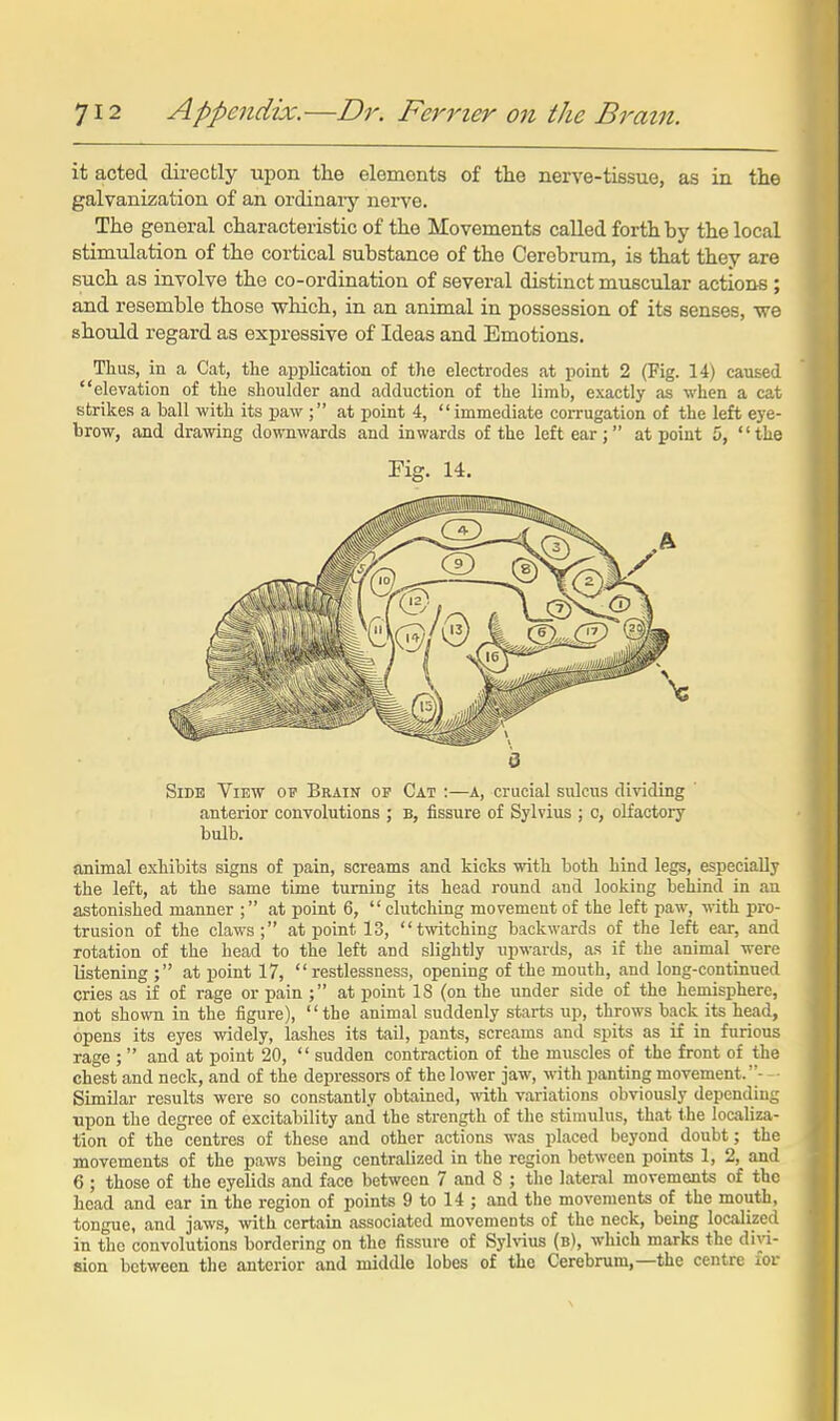 it acted directly upon tlie elements of the nerve-tissue, as in the galvanization of an ordinaiy nerve. The general characteristic of the Movements called forth hy the local stimulation of the cortical substance of the Cerebrum, is that they are such as involve the co-ordination of several distinct muscular actions ; and resemble those which, in an animal in possession of its senses, we should regard as expressive of Ideas and Emotions. Tlius, in a Cat, tlie application of the electrodes at point 2 (Fig. 14) caused elevation of tlie shoulder and adduction of the limb, exactly as when a cat strikes a ball with its paw ; at point 4, immediate coiTugation of the left eye- brow, and drawing downwards and inwards of the left ear; at point 5, the Kg. 14. Side View of Brain op Cat :—a, crucial sulcus di-sading ' anterior convolutions ; b, fissure of Sylvius ; c, olfactory bulb. animal exhibits signs of pain, screams and kicks with both hind legs, especially the left, at the same time turning its head round and looking behind in au astonished manner ; at point 6,  clutching movement of the left paw, with pro- trusion of the claws; at point 13, twitching backwards of the left ear, and rotation of the head to the left and slightly upwards, as if the animal were listening ; at point 17,  restlessness, opening of the mouth, and long-continued cries as if of rage or pain ; at point 18 (on the under side of the hemisphere, not shown in the figure), the animal suddenly starts up, throws back its head, opens its eyes widely, lashes its tail, pants, screams and spits as if in furious rage ;  and at point 20,  sudden contraction of the muscles of the front of the chest and neck, and of the depressors of the lower jaw, with panting movement.- ■ Similar results were so constantly obtained, with variations obviously depending upon the degree of excitability and the strength of the stimulus, that the localiza- tion of the centres of these and other actions was placed beyond doubt; the movements of the paws being centralized in the region between points 1, 2, and 6 ; those of the eyelids and face between 7 and 8 ; the lateral movements of the head and ear in the region of points 9 to 14 ; and the movements of the mouth, tongue, and jaws, with certain associated movements of the neck, being localized in the convolutions bordering on the fissure of Sylvius (b), which marks the dii^d- sion between the anterior and middle lobes of the Cerebrum,—the centre for