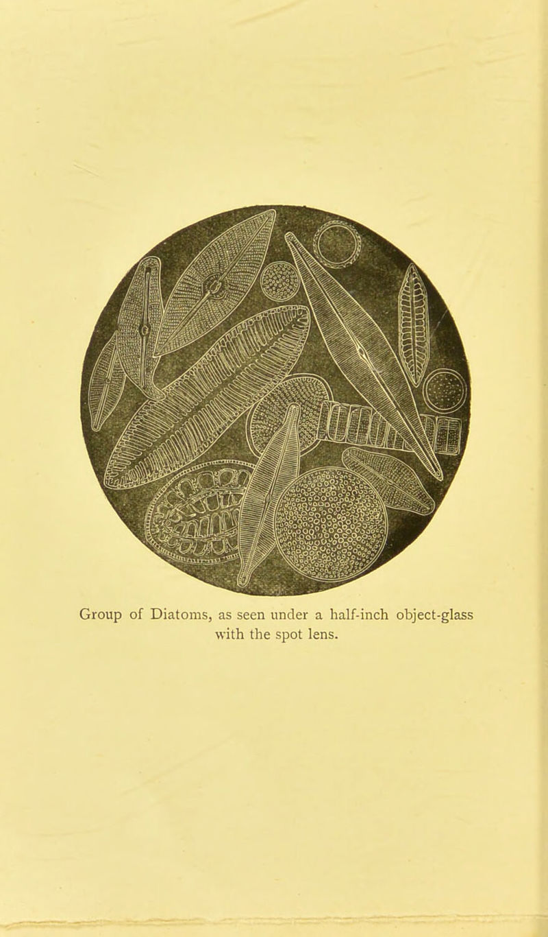 Group of Diatoms, as seen under a half-inch object-glass with the spot lens.