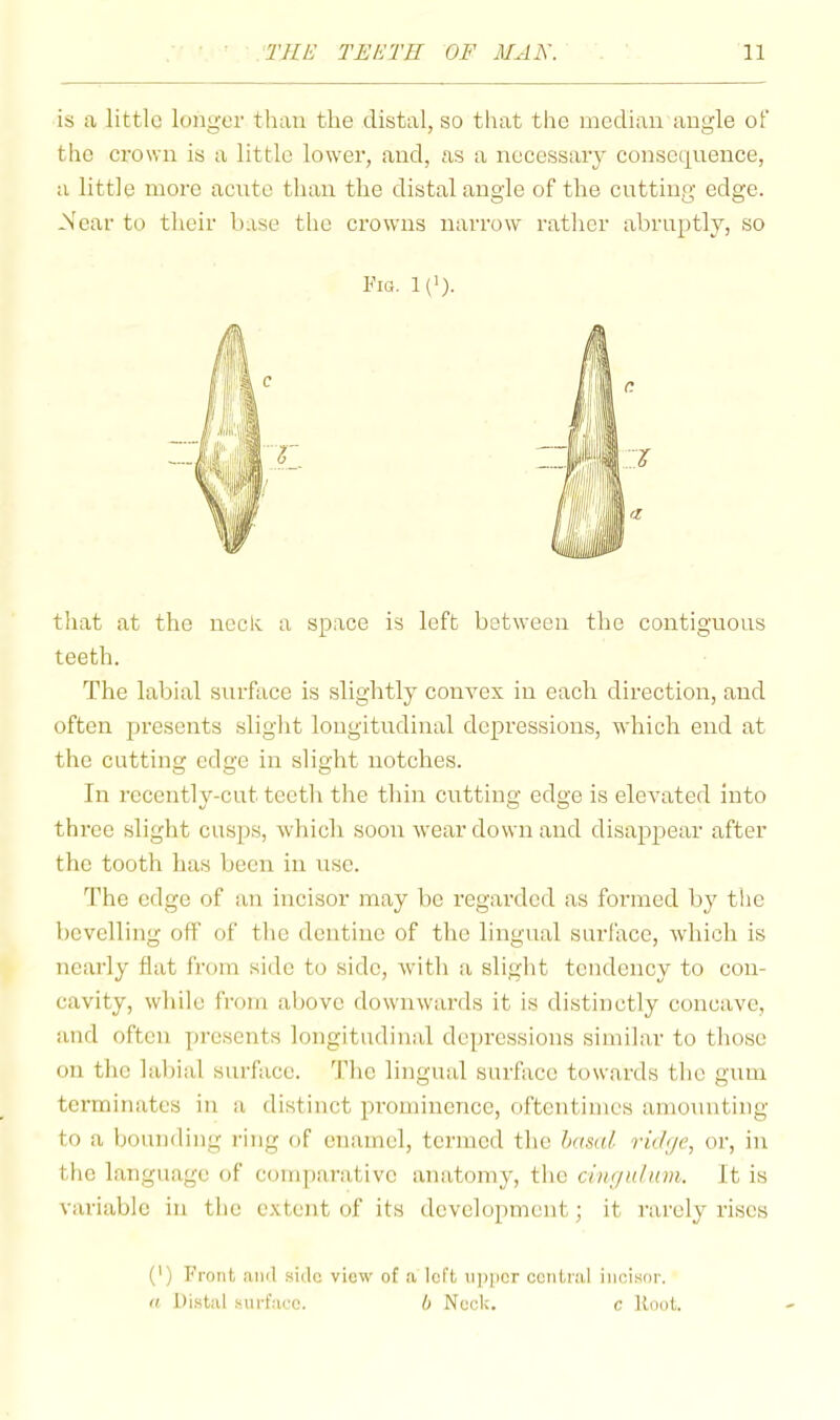 is a little longer than the distal, so that tlie median angle of the crown is a little lower’, and, as a necessary consequence, a little more aente than the distal angle of the cutting edge. *N'ear to their base the crowirs irarrow rather abruptly, so Fig. 1 (*). that at the ncclc a space is left between the contiguous teeth. The labial surface is slightly conyex in each direction, and often presents slight longitudinal depressions, which end at the cutting edge in slight notches. In recently-cut teeth the thin cutting edge is elevated into three slight cusps, which soon wear down and disappear after the tooth has been in use. The edge of an incisor may be regarded as formed by the bevelling off of the dentine of the lingual surface, which is nearly flat from side to side, with a slight tendency to con- cavity, wlule from above downwards it is distinctly concave, and often presents longitudinal depressions similar to those on the laliial surface. 'Flic lingual surface towards the gum terminates in a distinct prominence, oftentimes amounting to a bounding ring of enamel, termed the Ixtsal ruhje, or, in tlio language of comparative anatomy, the It is variable in the c.\tent of its development; it rarely rises (') Front ,'uul side view of a left iijipcr central incisor. <t Distal surf.-icc. b Neck. c Root.